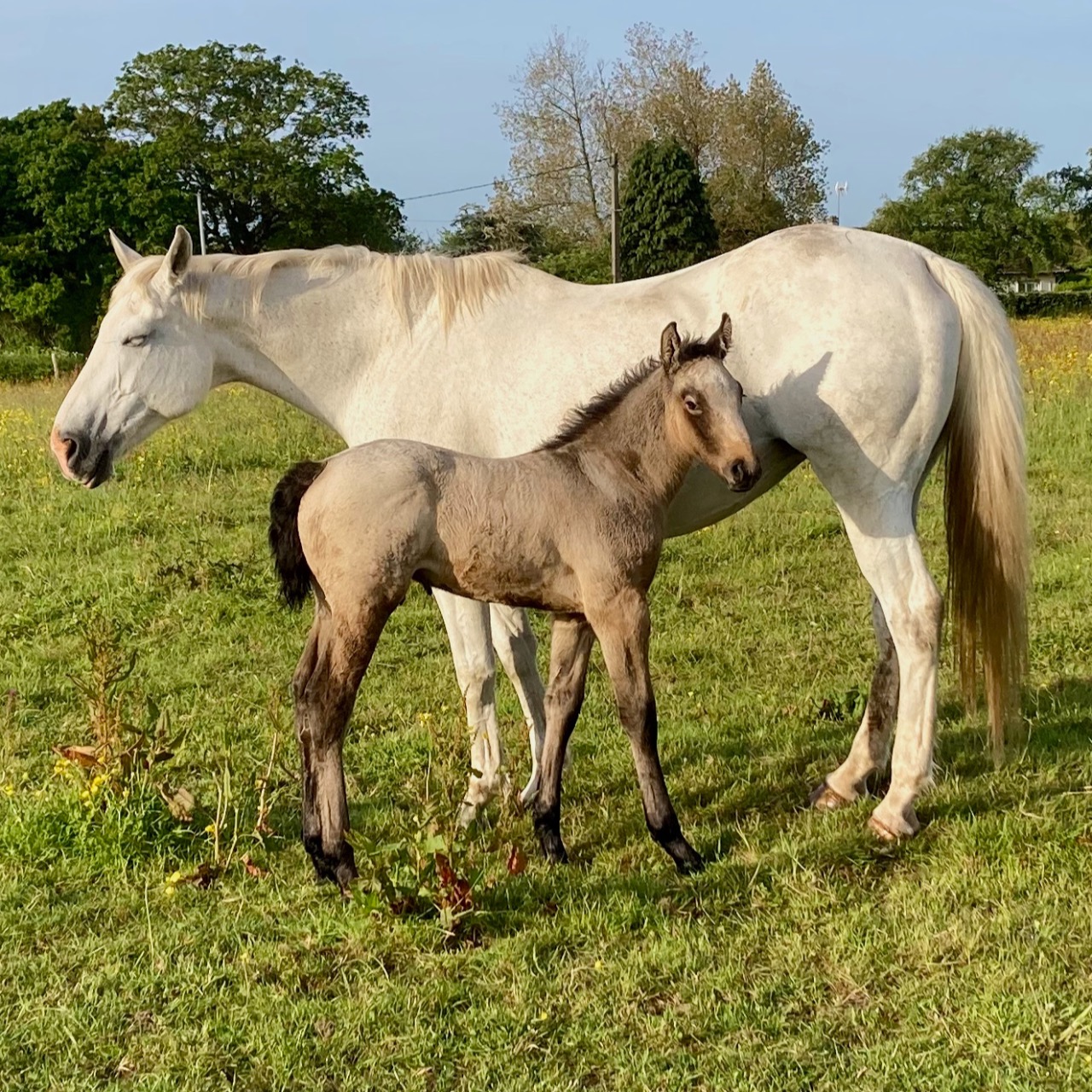 Image de l'annonce Poulain mâle isabelle Irish Sport Horse