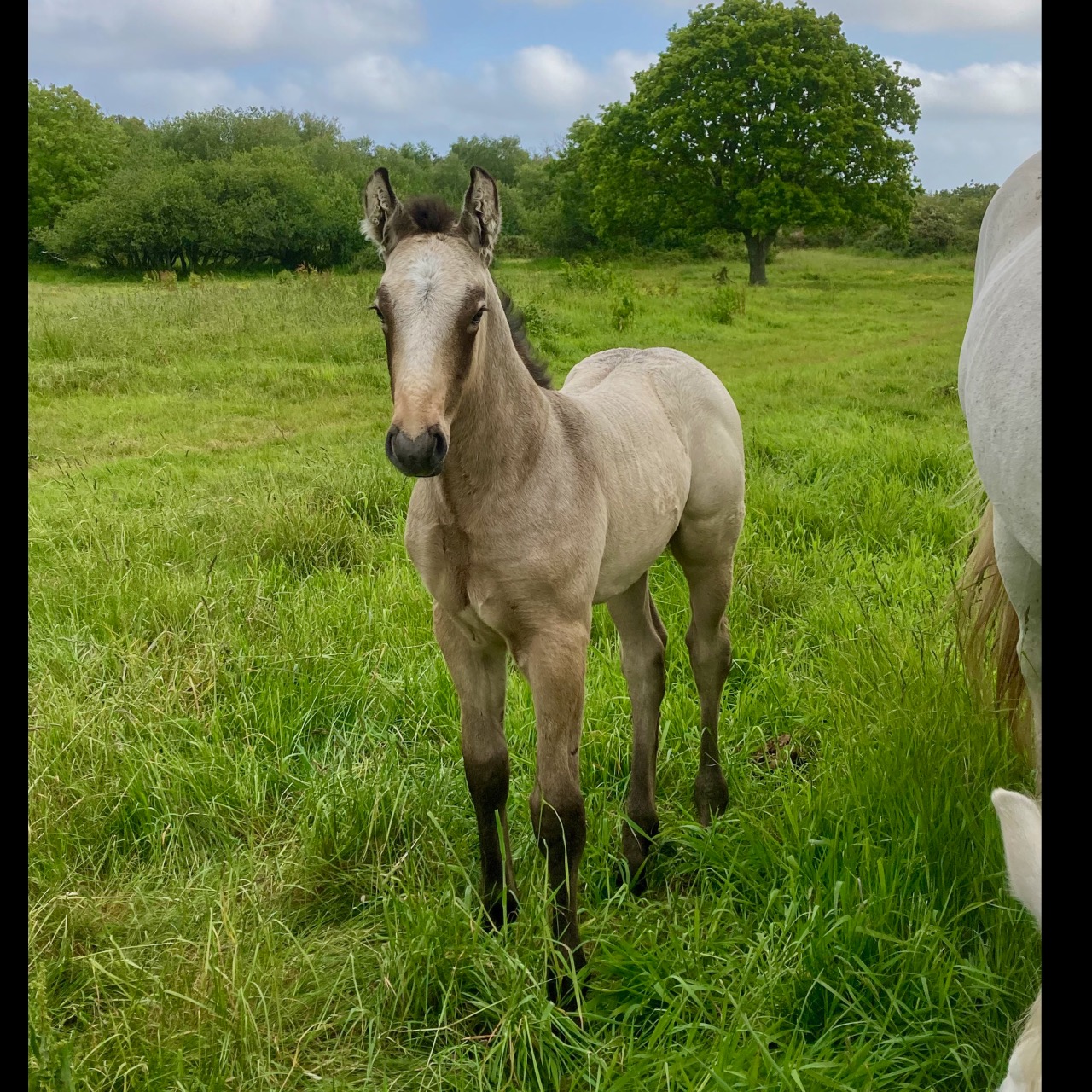 Image de l'annonce Poulain mâle isabelle Irish Sport Horse
