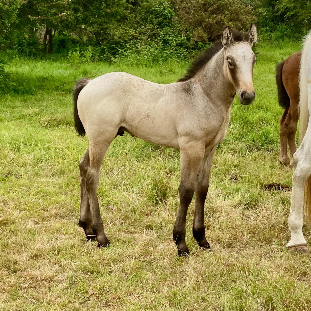 Image de l'annonce Poulain mâle isabelle Irish Sport Horse