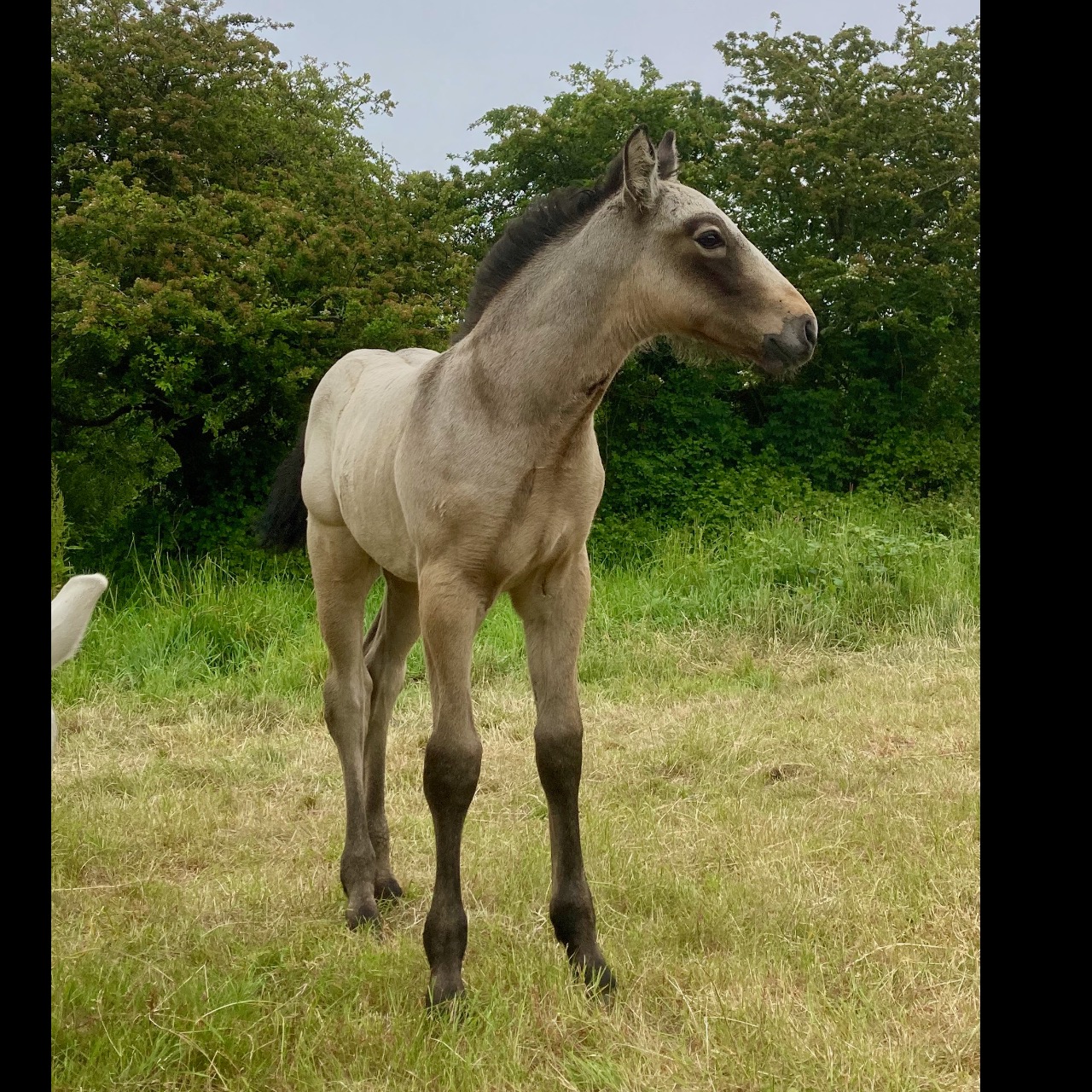 Image de l'annonce Poulain mâle isabelle Irish Sport Horse