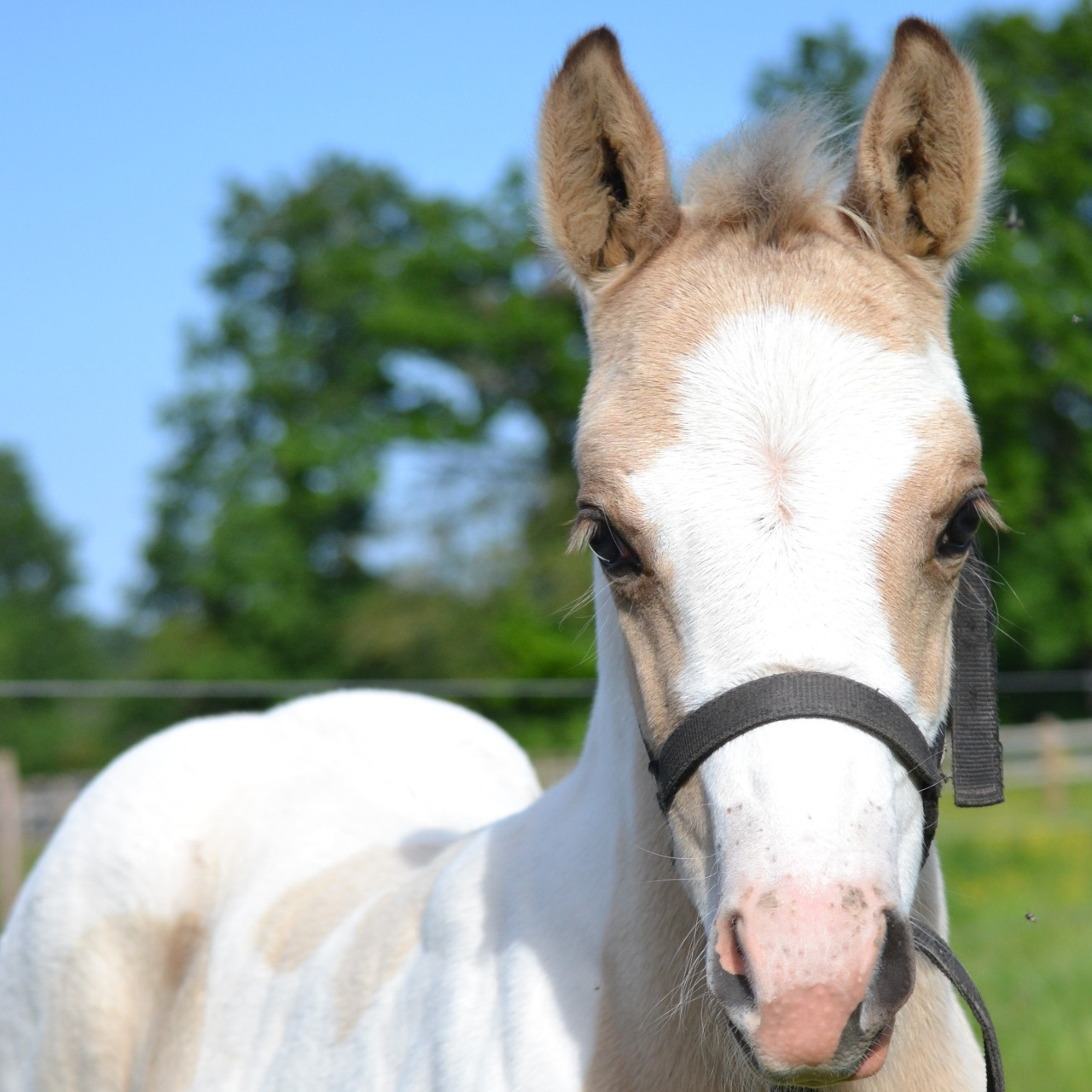 Image de l'annonce Poulain Paint Horse