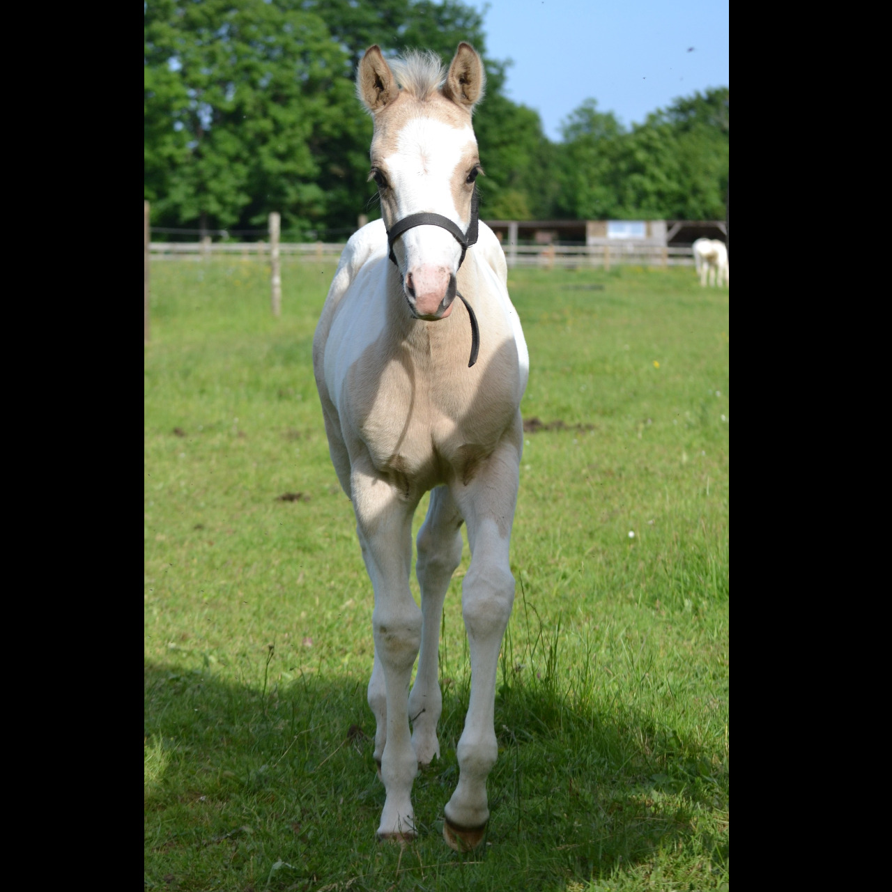 Image de l'annonce Poulain Paint Horse