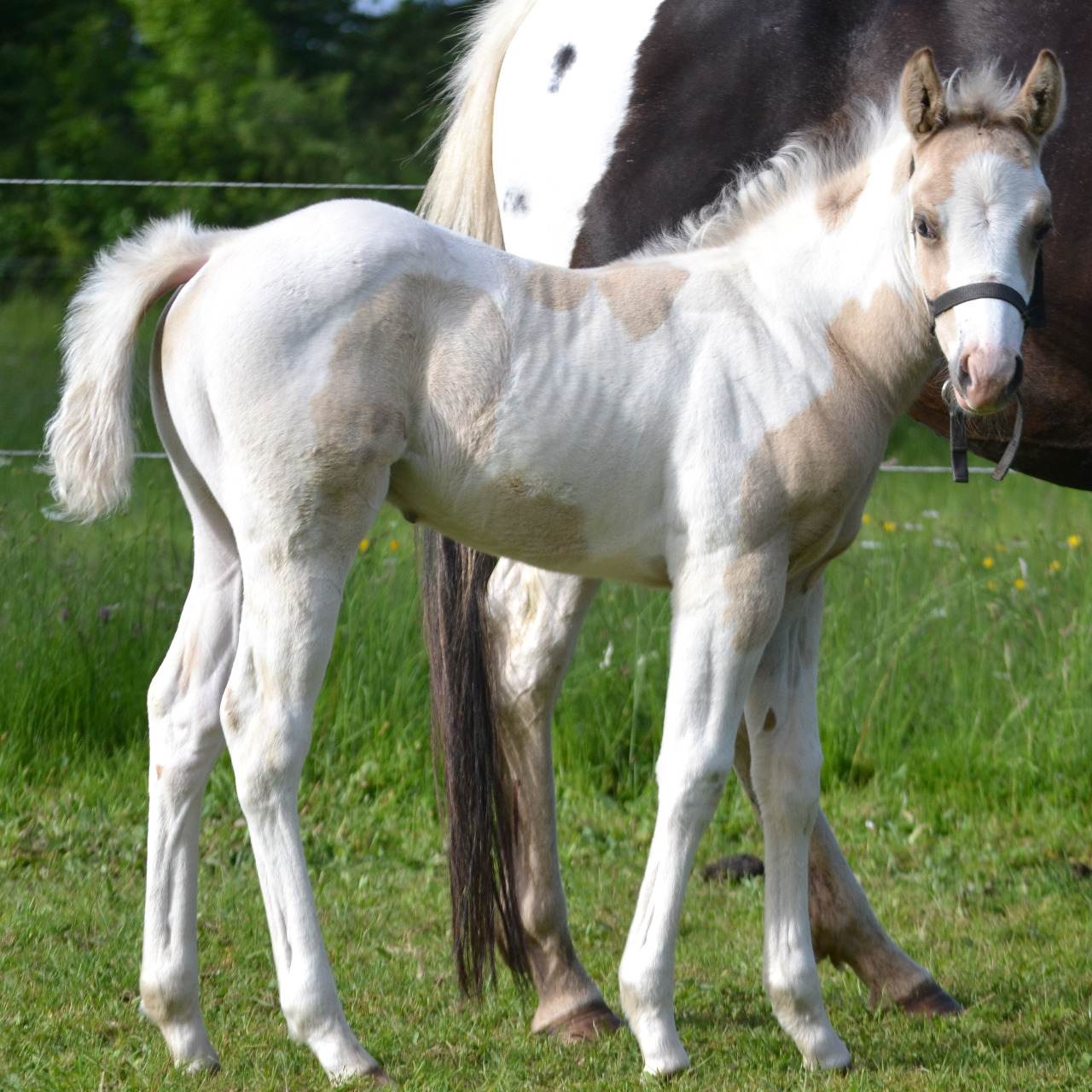 Image de l'annonce Poulain Paint Horse