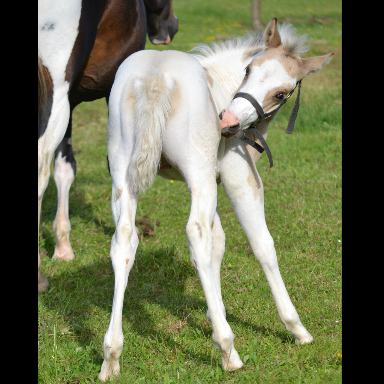 Image de l'annonce Poulain Paint Horse