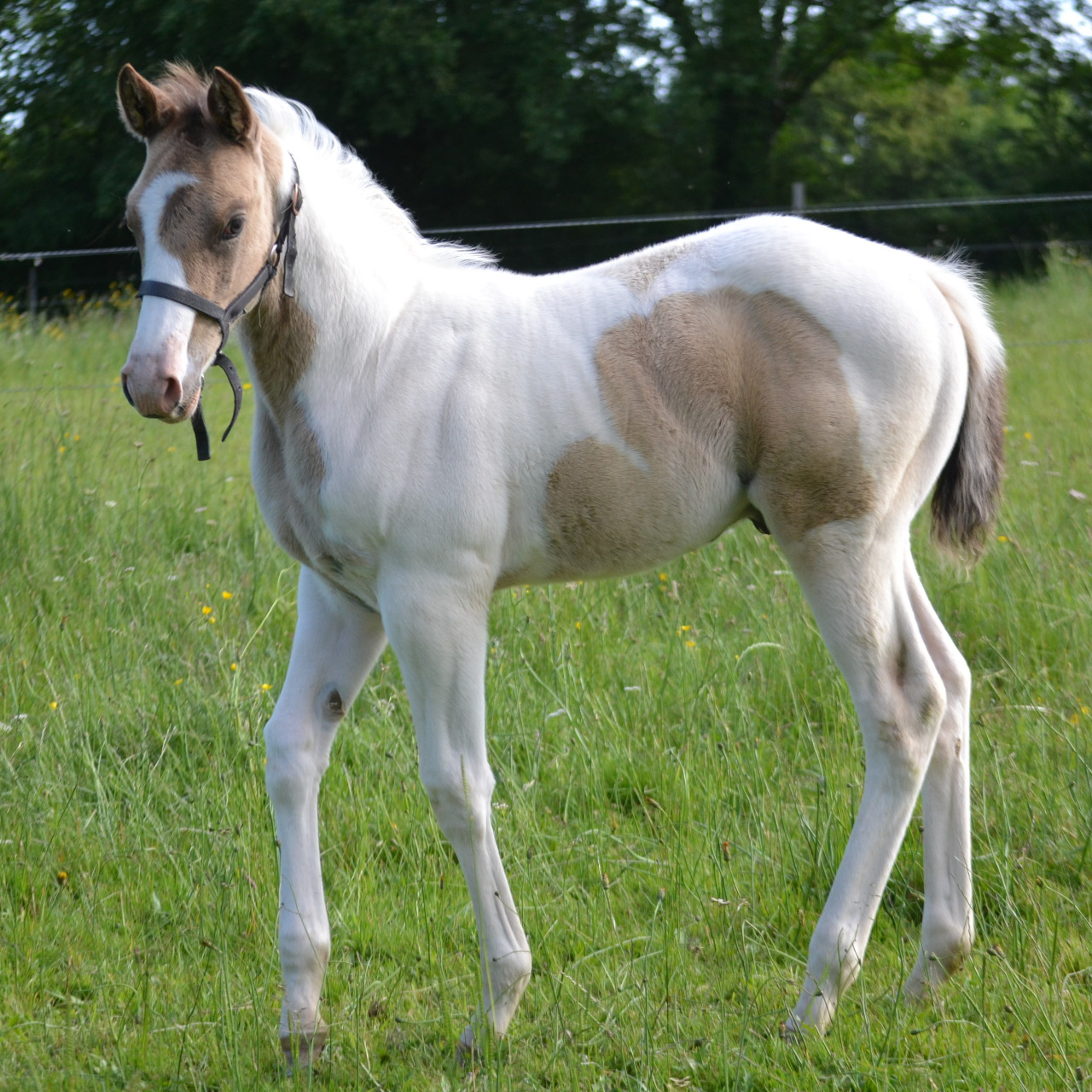 Image de l'annonce Poulain Paint Horse