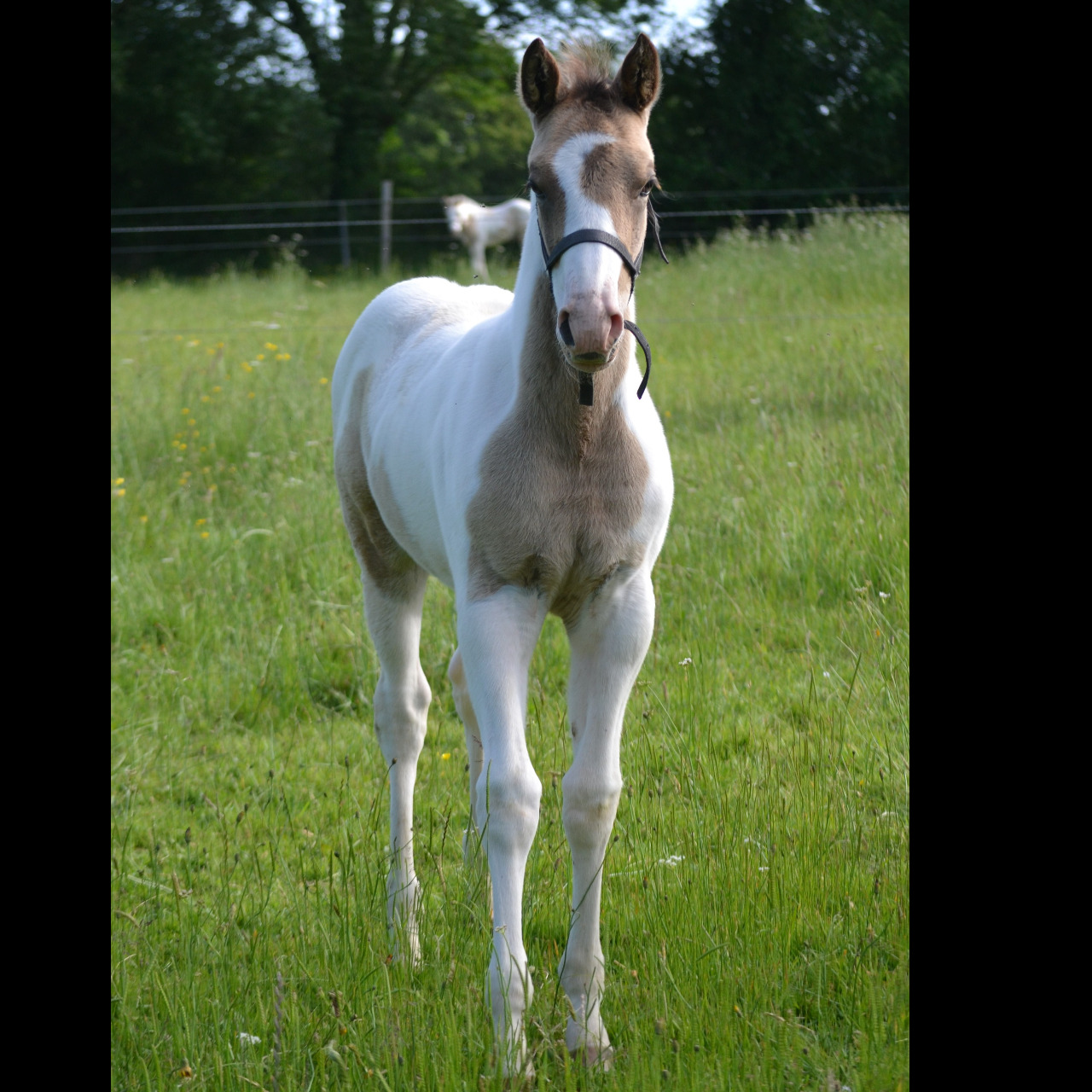 Image de l'annonce Poulain Paint Horse