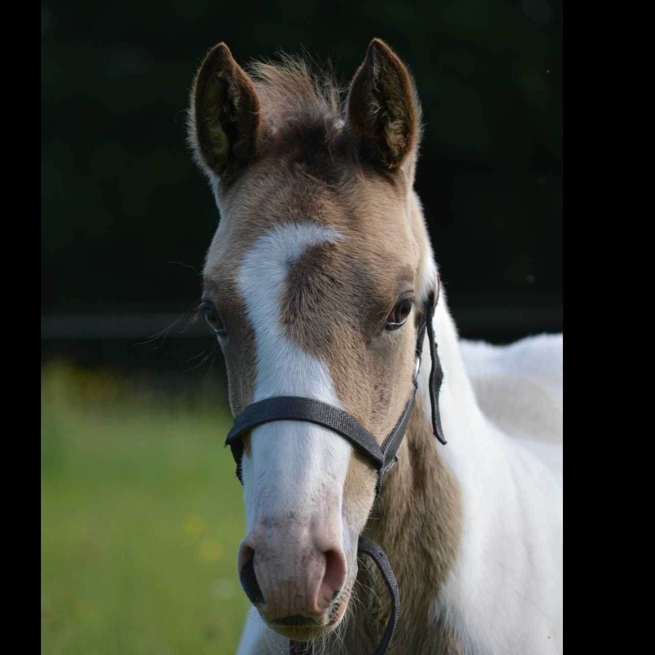 Image de l'annonce Poulain Paint Horse