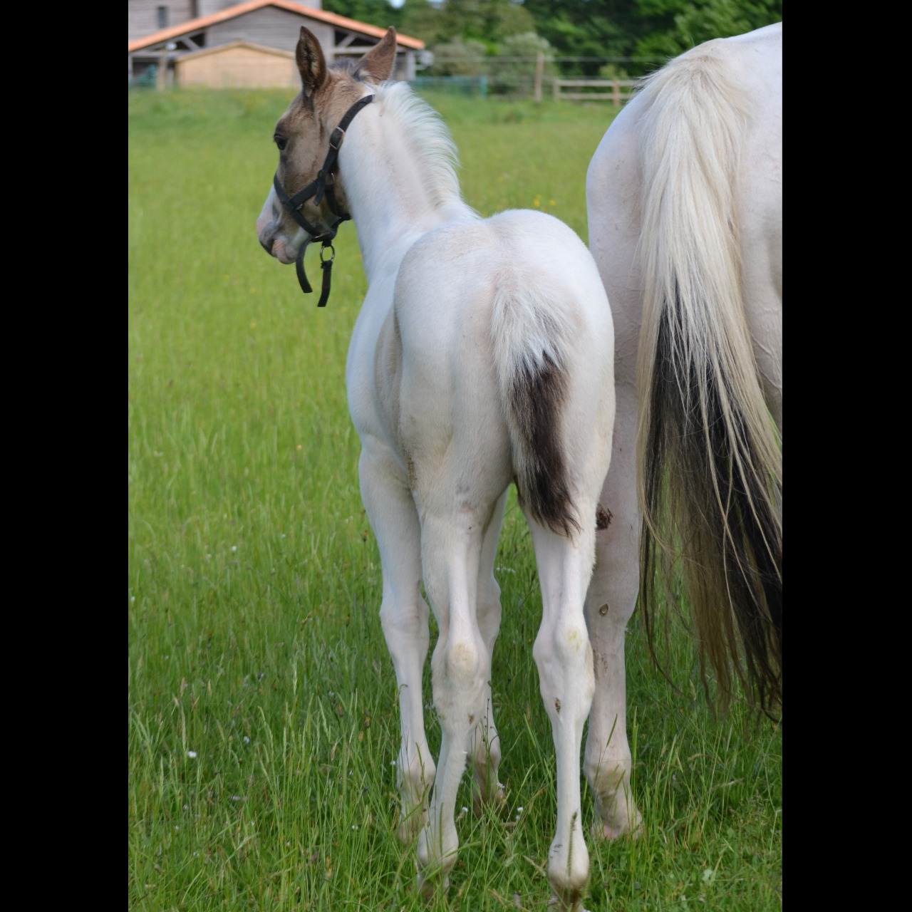 Image de l'annonce Poulain Paint Horse