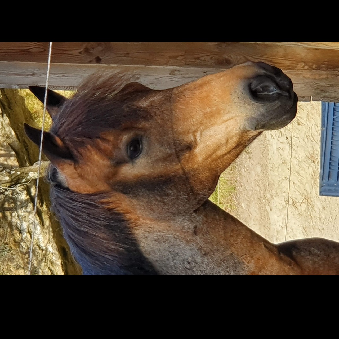 Image de l'annonce VENDS PONEY C PRET SUR P ELITE - POTENTIEL AS2 