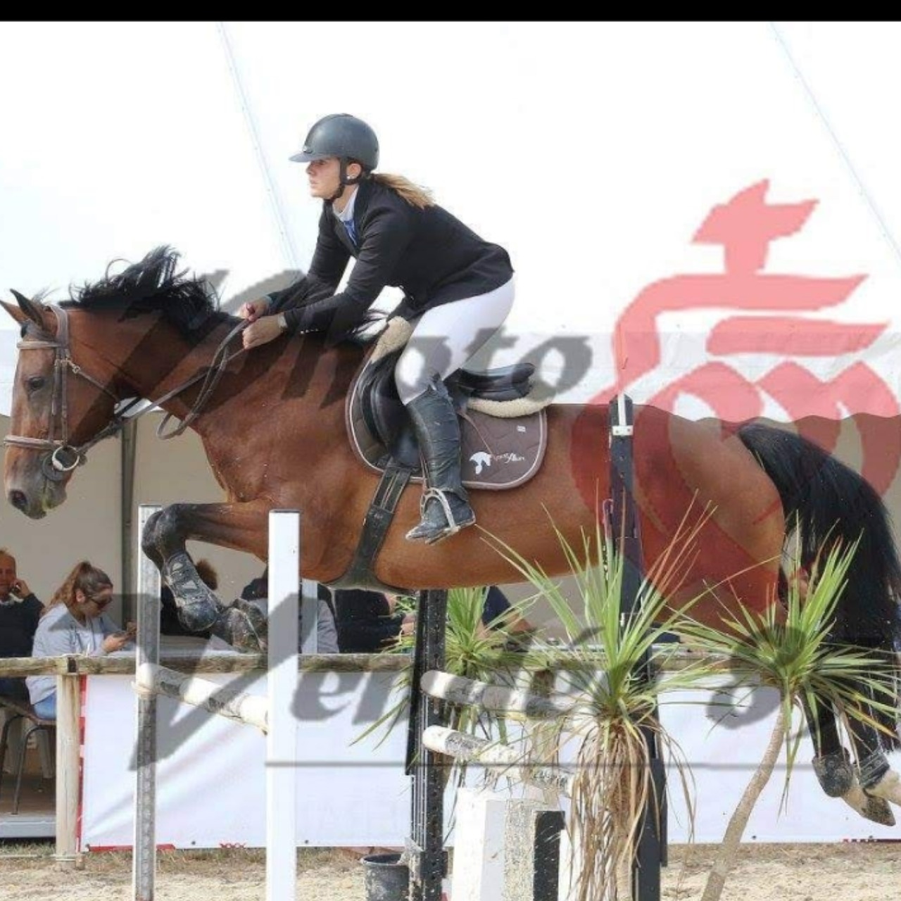 Image de l'annonce Jument , SFA , 12 ans , Bai 