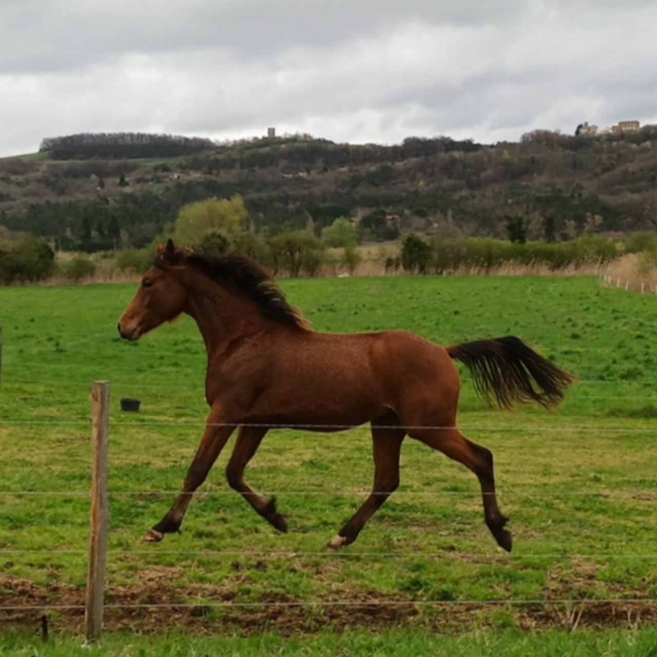 Image de l'annonce Entier 2 ans par Cornet's stern