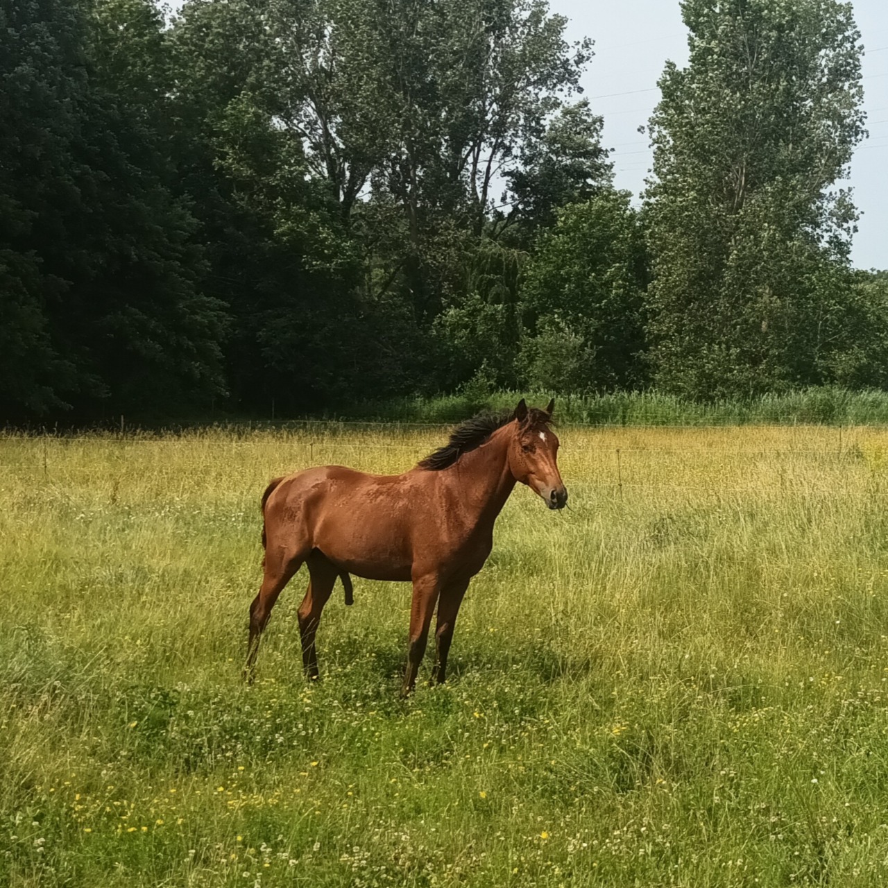 Image de l'annonce Entier 2 ans par Cornet's stern
