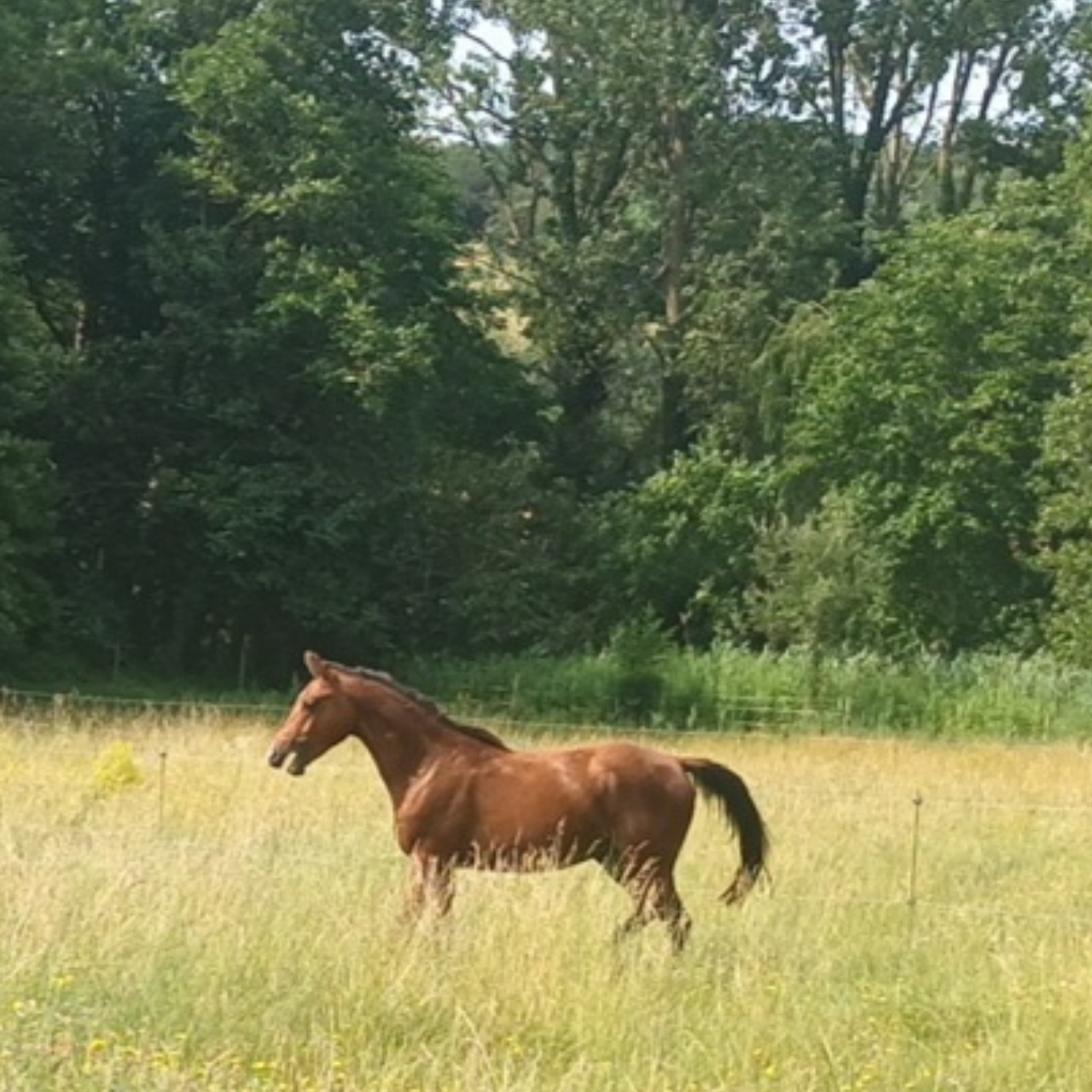 Image de l'annonce Entier 2 ans par Cornet's stern