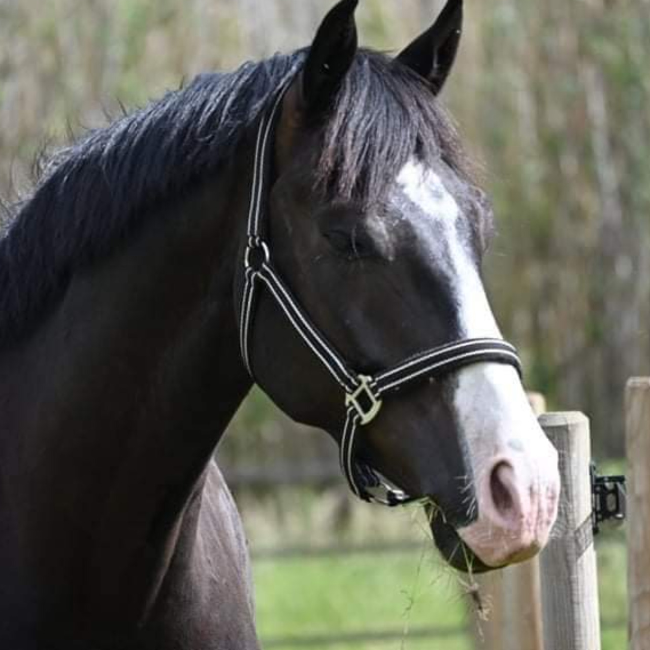 Cheval pie hotsell noir a vendre