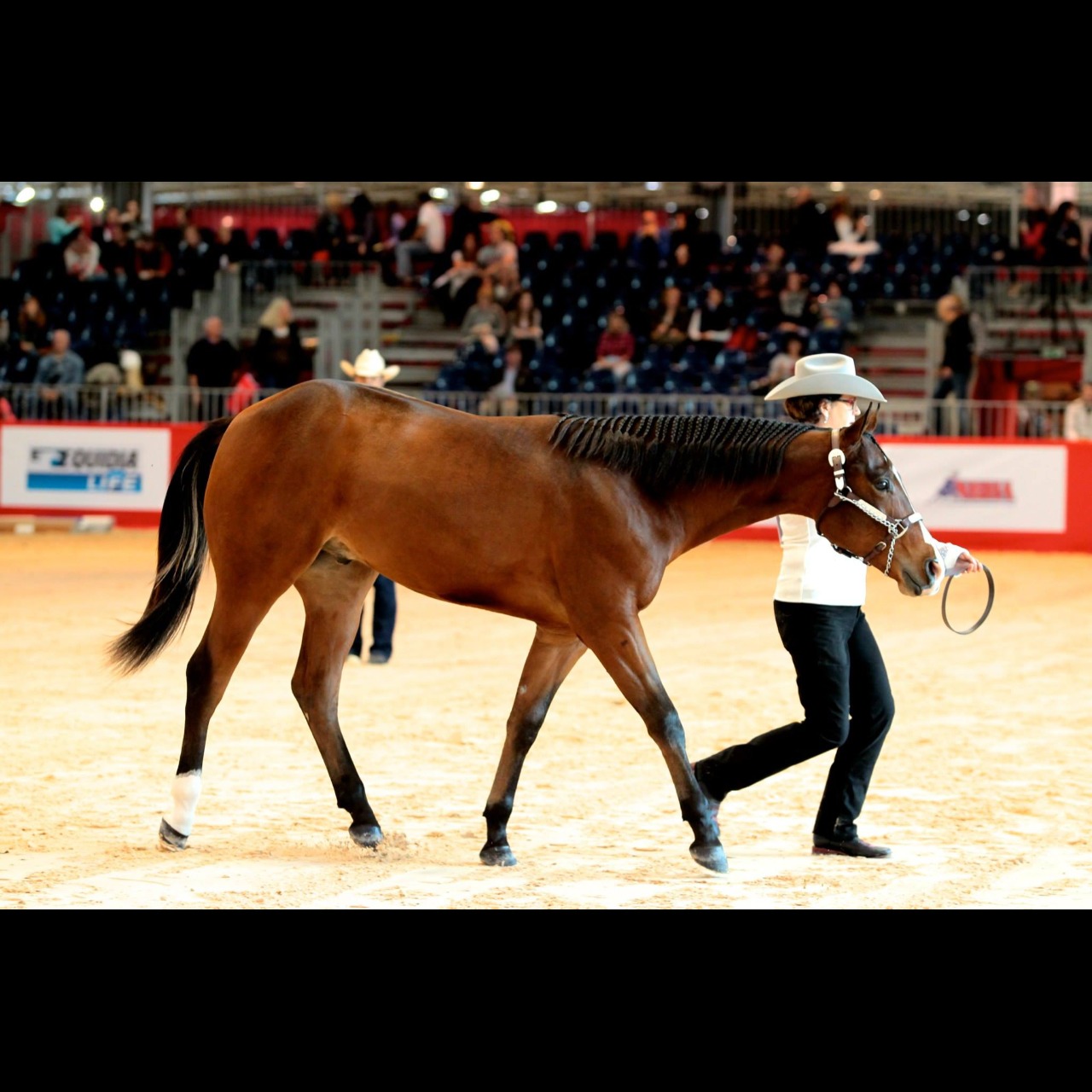 Image de l'annonce QUARTER HORSE HONGRE 10 ANS