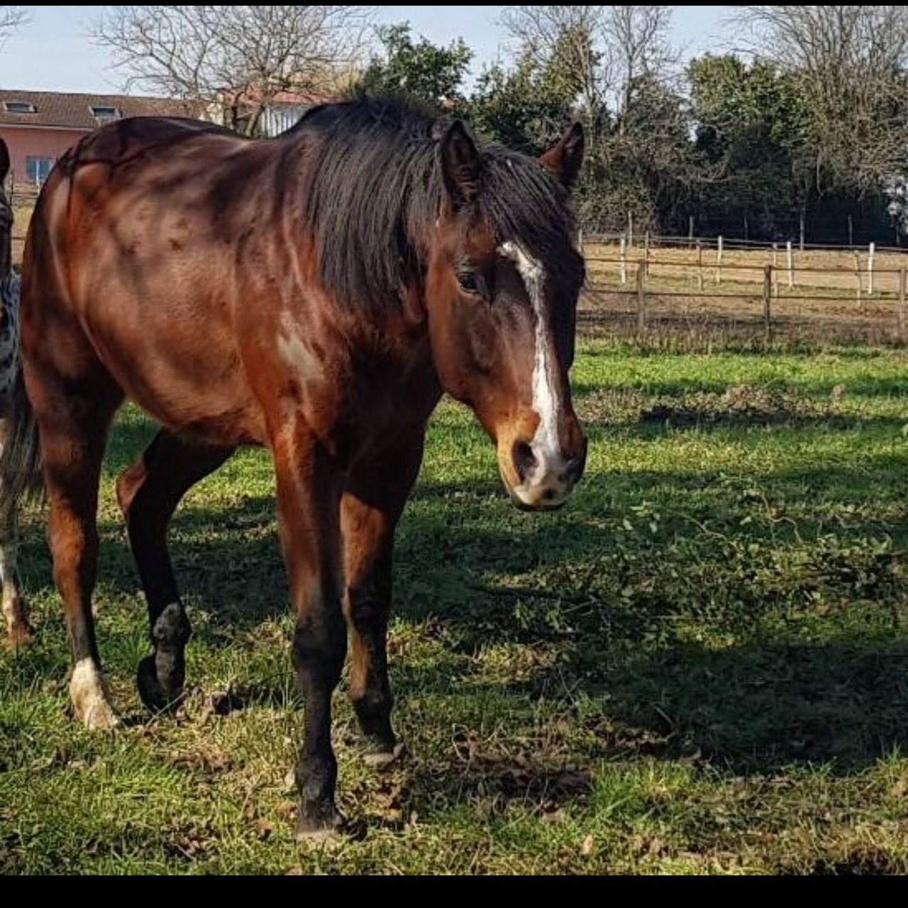 Image de l'annonce QUARTER HORSE HONGRE 10 ANS