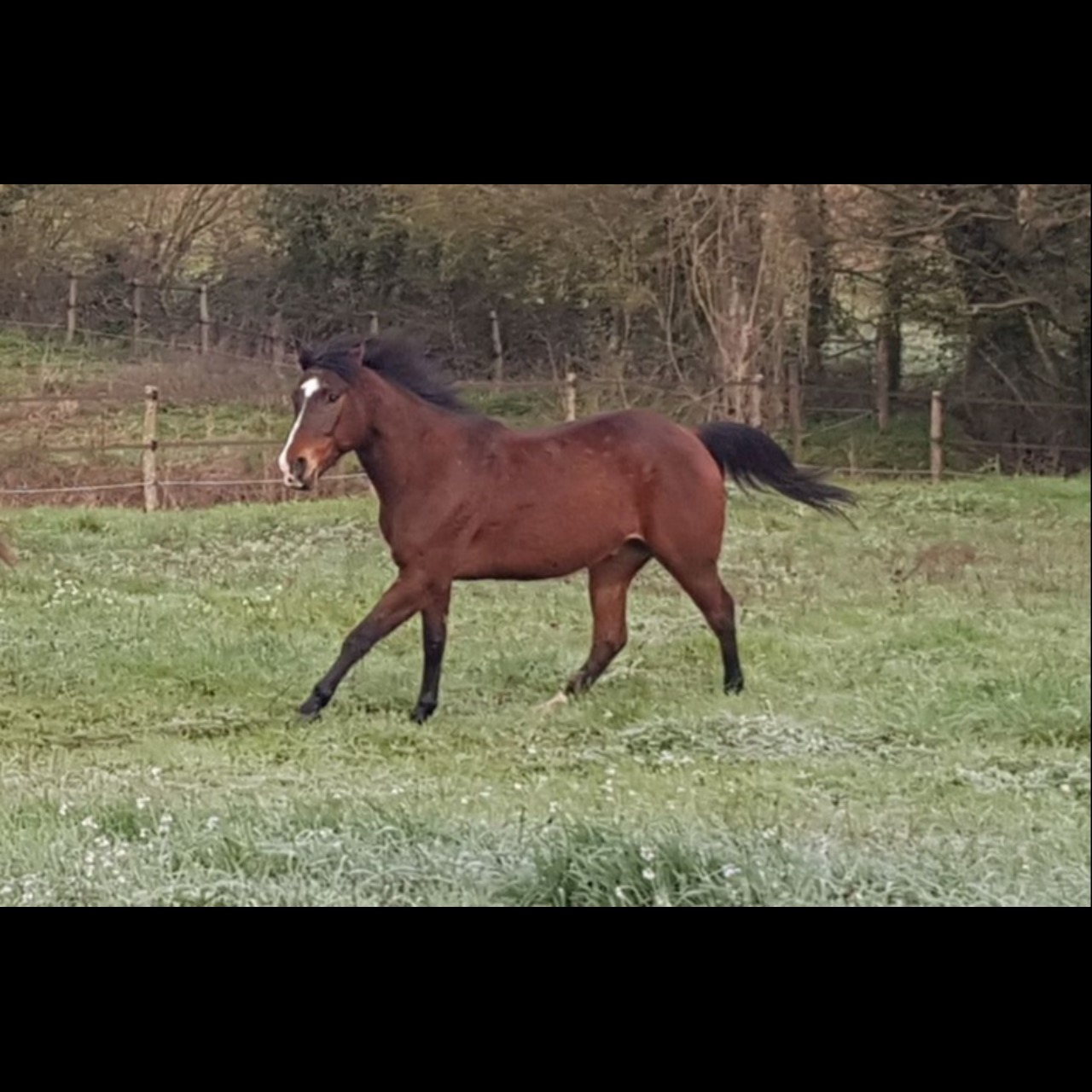Image de l'annonce QUARTER HORSE HONGRE 10 ANS