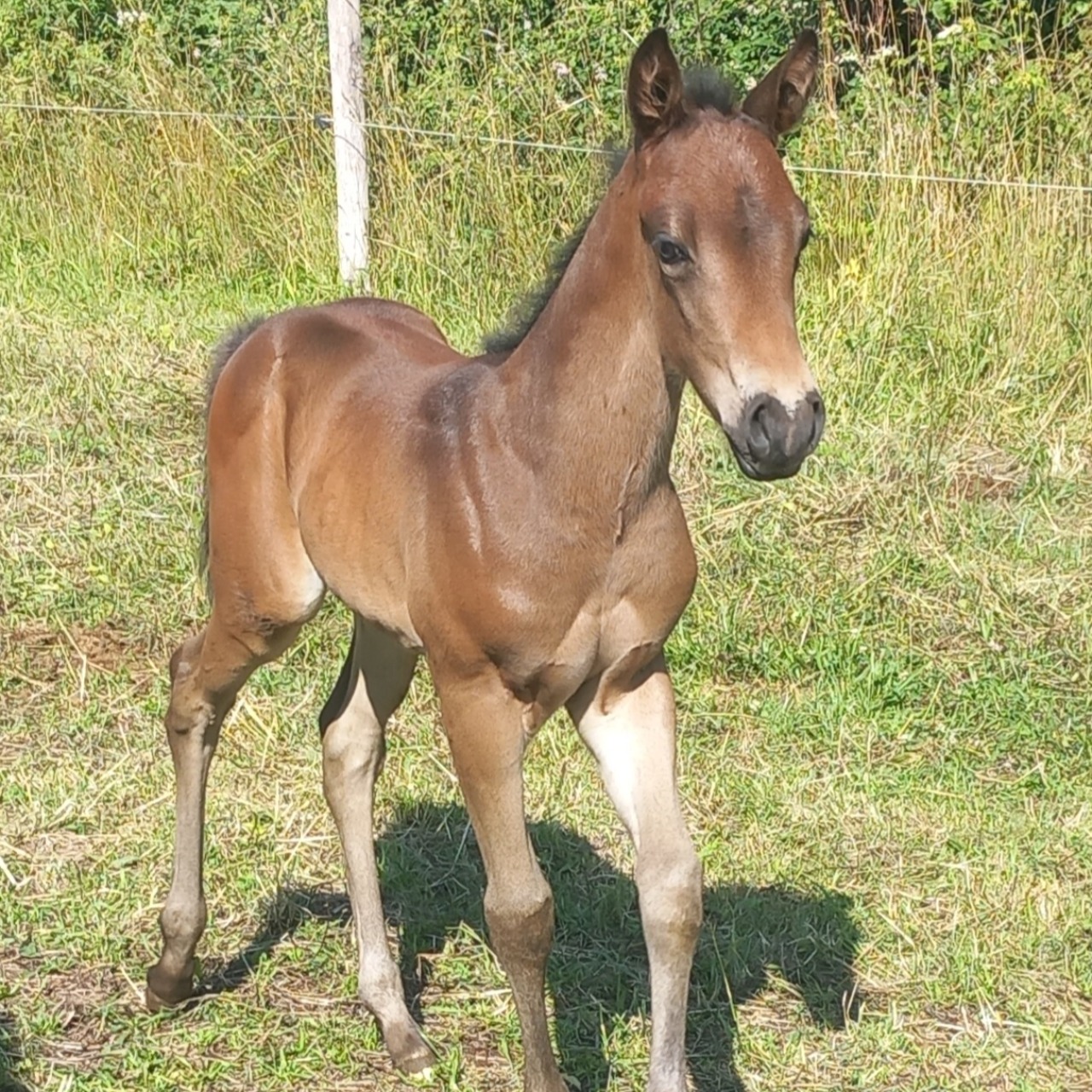 Image de l'annonce Poulain Quarter horse 