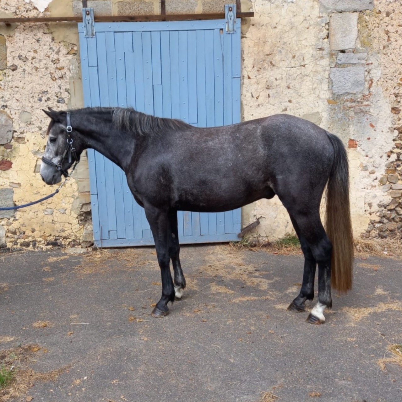 Image de l'annonce Poney 4 ans facile