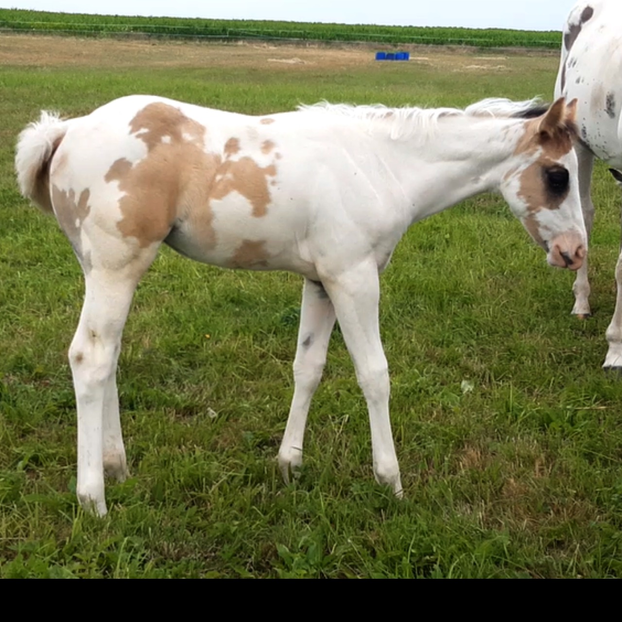 Image de l'annonce Pouliche Paint Horse grullo tobiano APHA