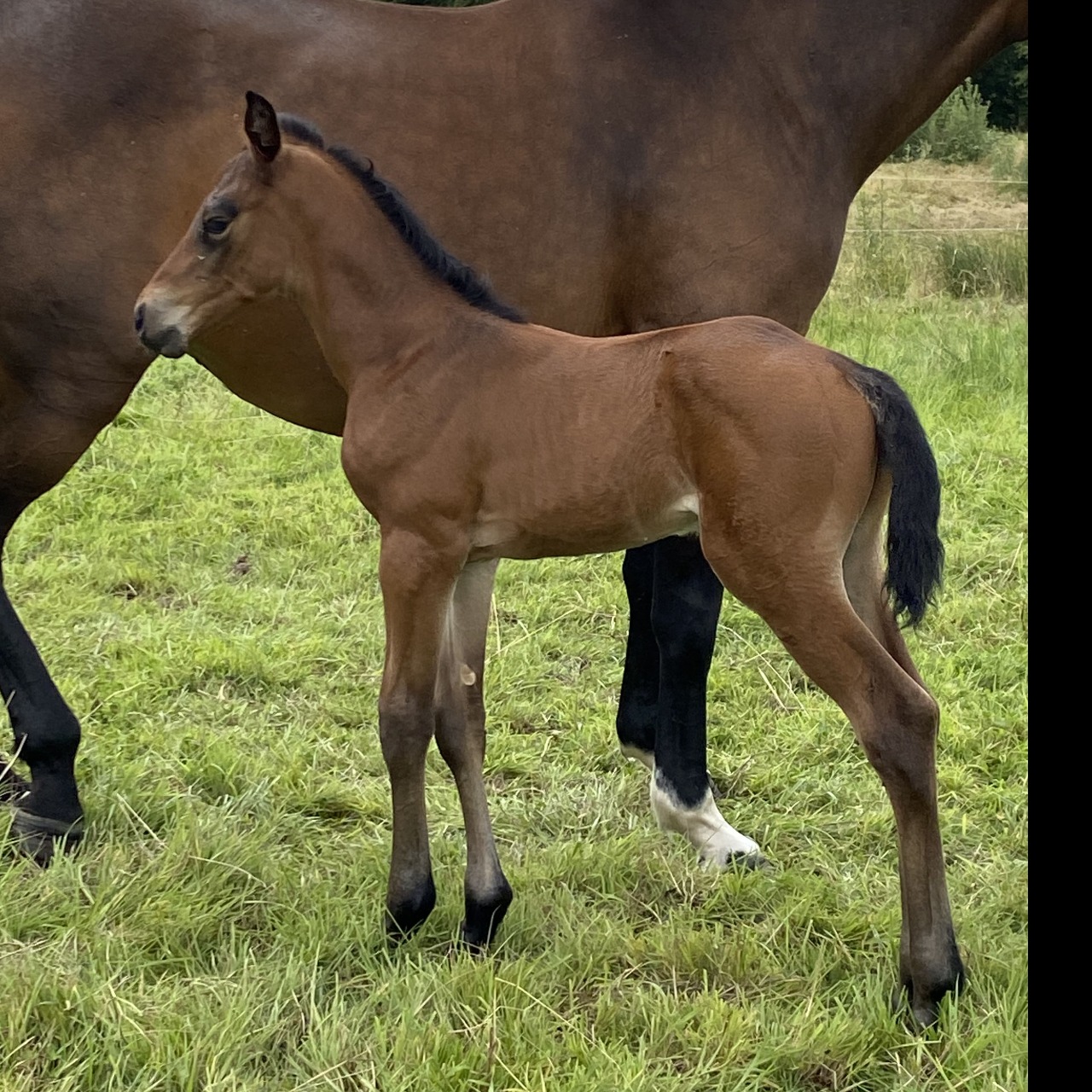 Image de l'annonce FOAL - ASB CONQUISTADOR x VON CHACCO IXE (NIDOR PLATIERE-NARCOS II) CHACCO BLUE - JAGUAR MAIL -