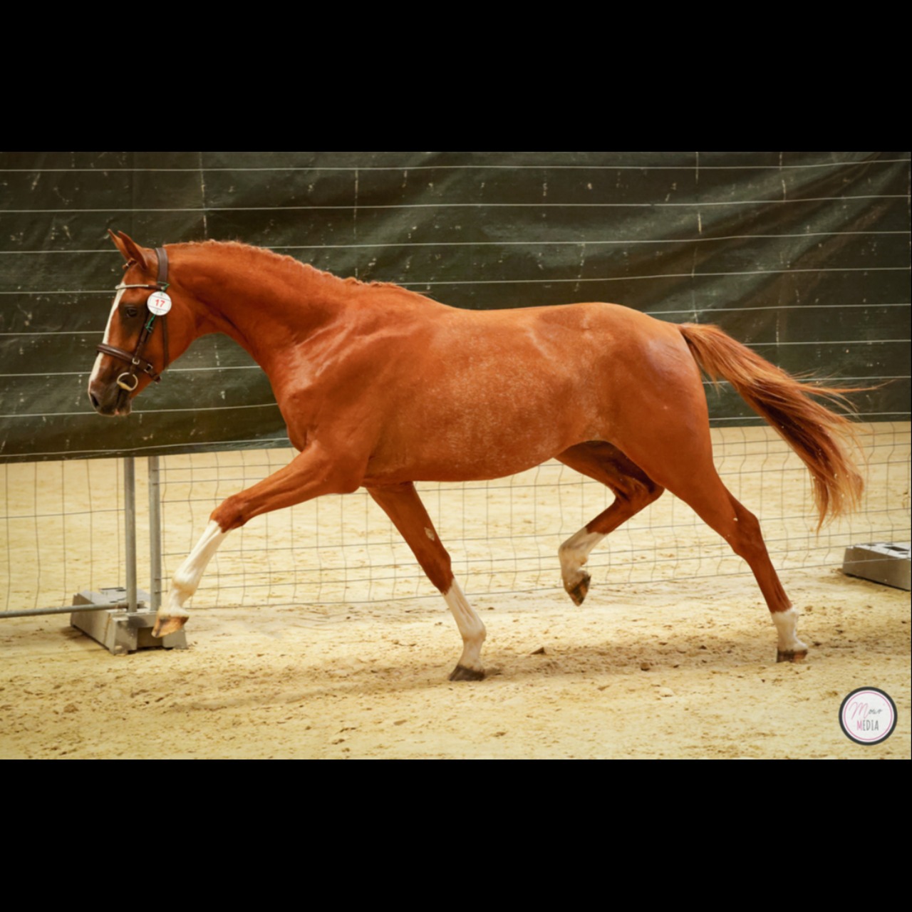 Image de l'annonce Poney de dressage allemand - 2 ans