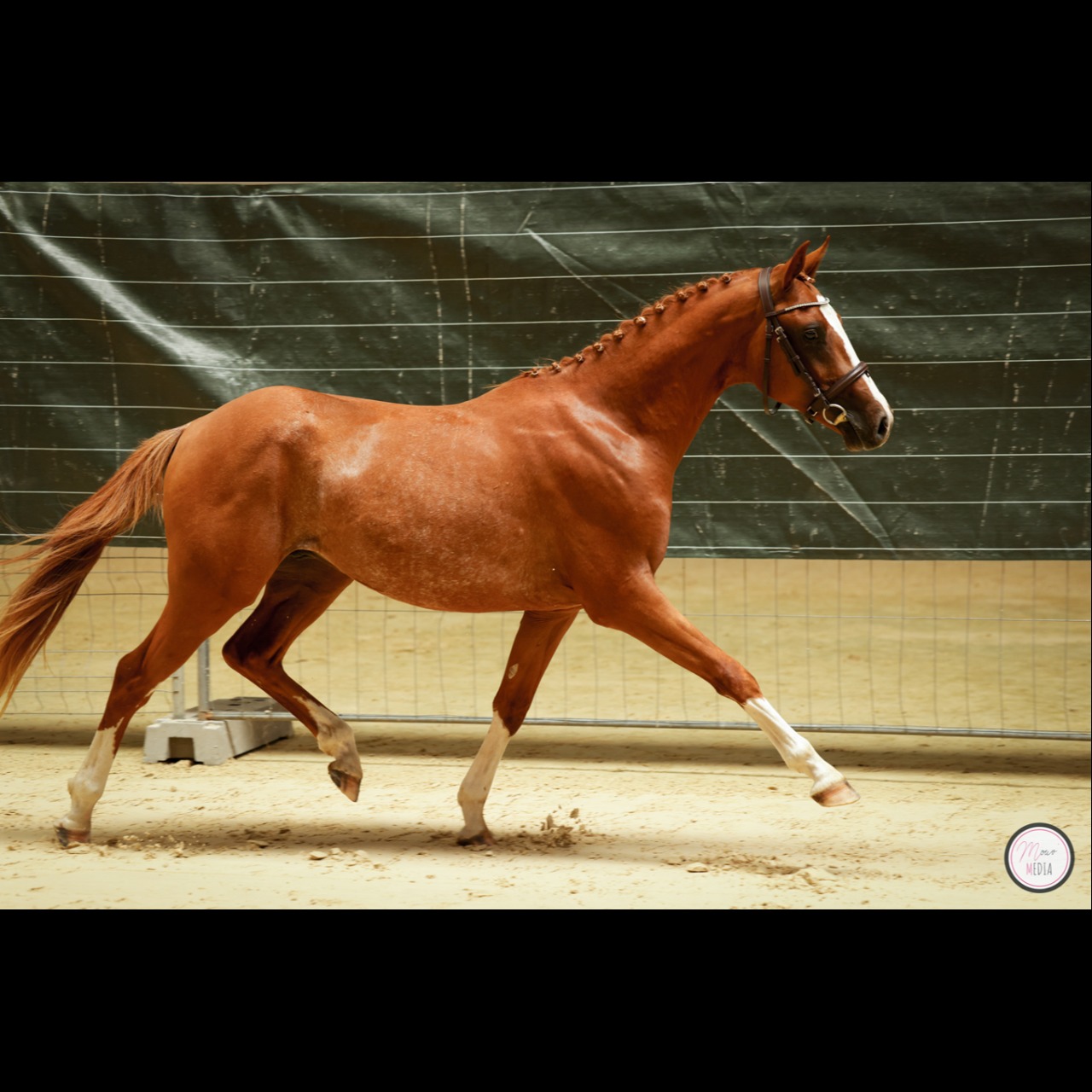 Image de l'annonce Poney de dressage allemand - 2 ans