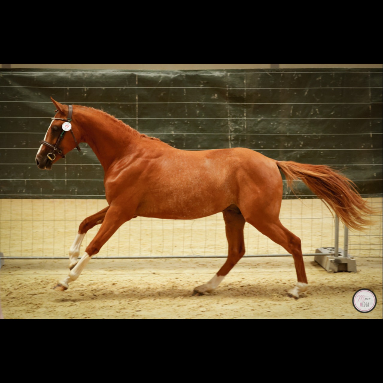 Image de l'annonce Poney de dressage allemand - 2 ans