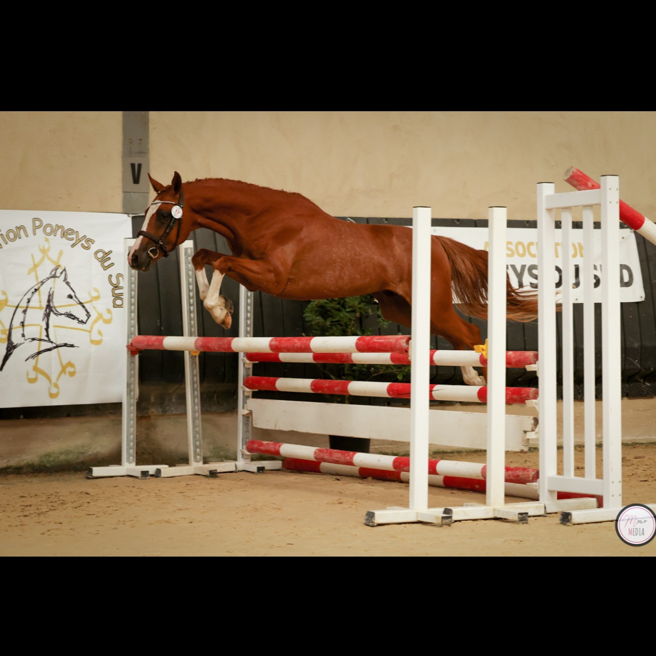 Image de l'annonce Poney de dressage allemand - 2 ans
