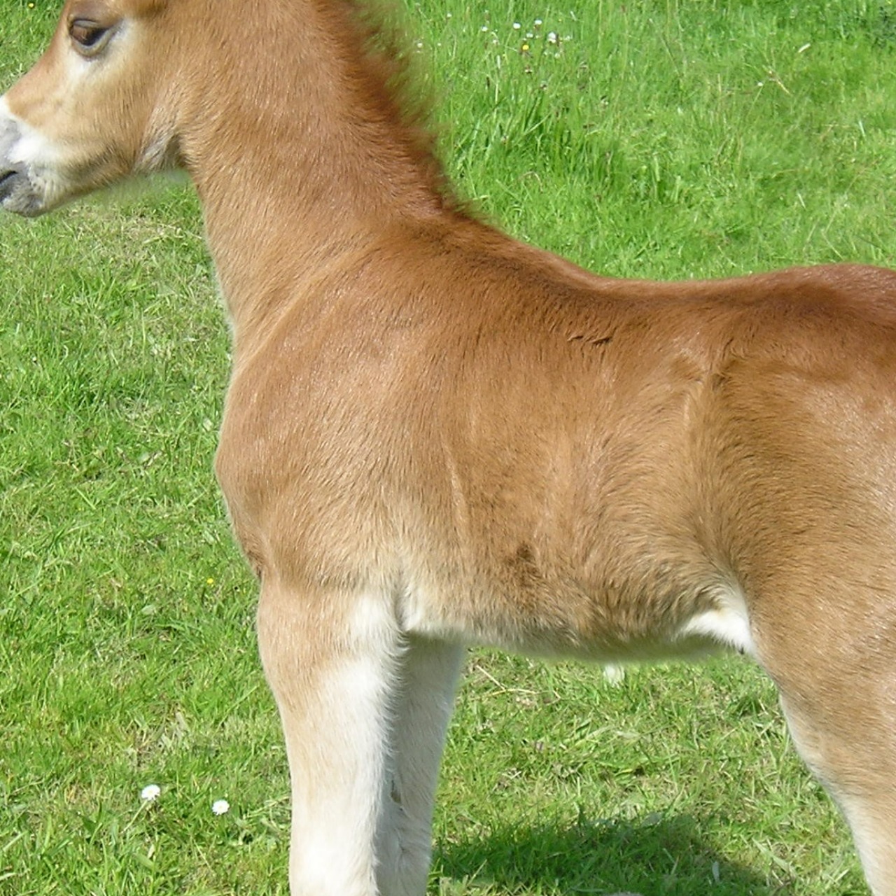 Image de l'annonce Poulain PP WELSH MOUNTAIN