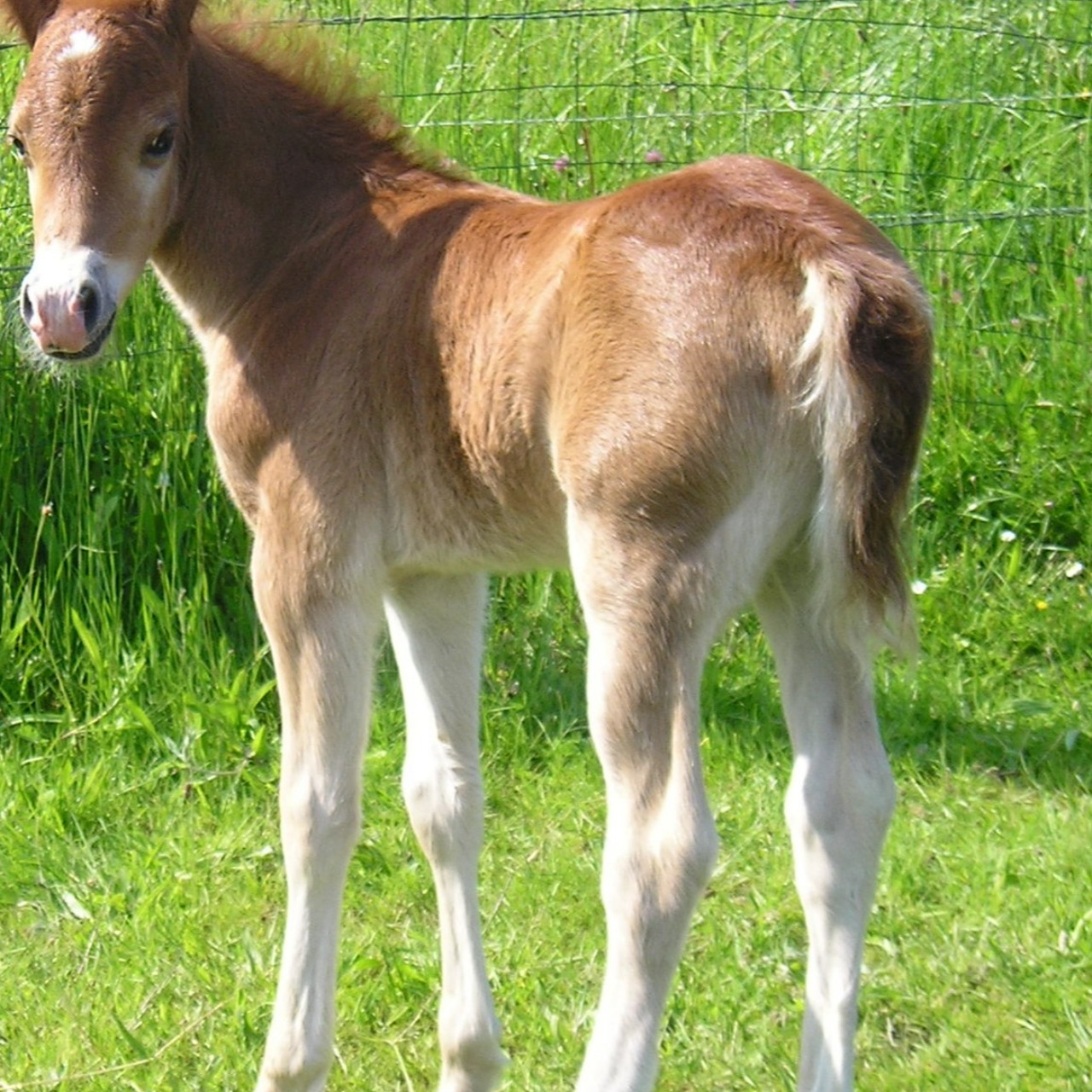 Image de l'annonce Poulain PP WELSH MOUNTAIN