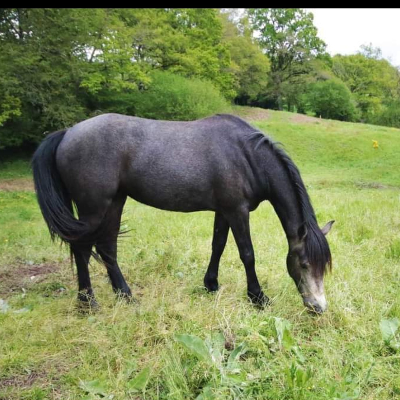 Image de l'annonce Pouliche 2 ans connemara part bred 