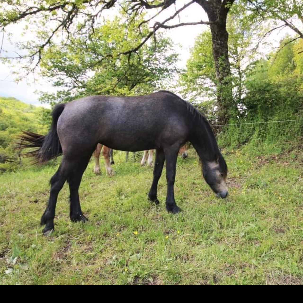 Image de l'annonce Pouliche 2 ans connemara part bred 