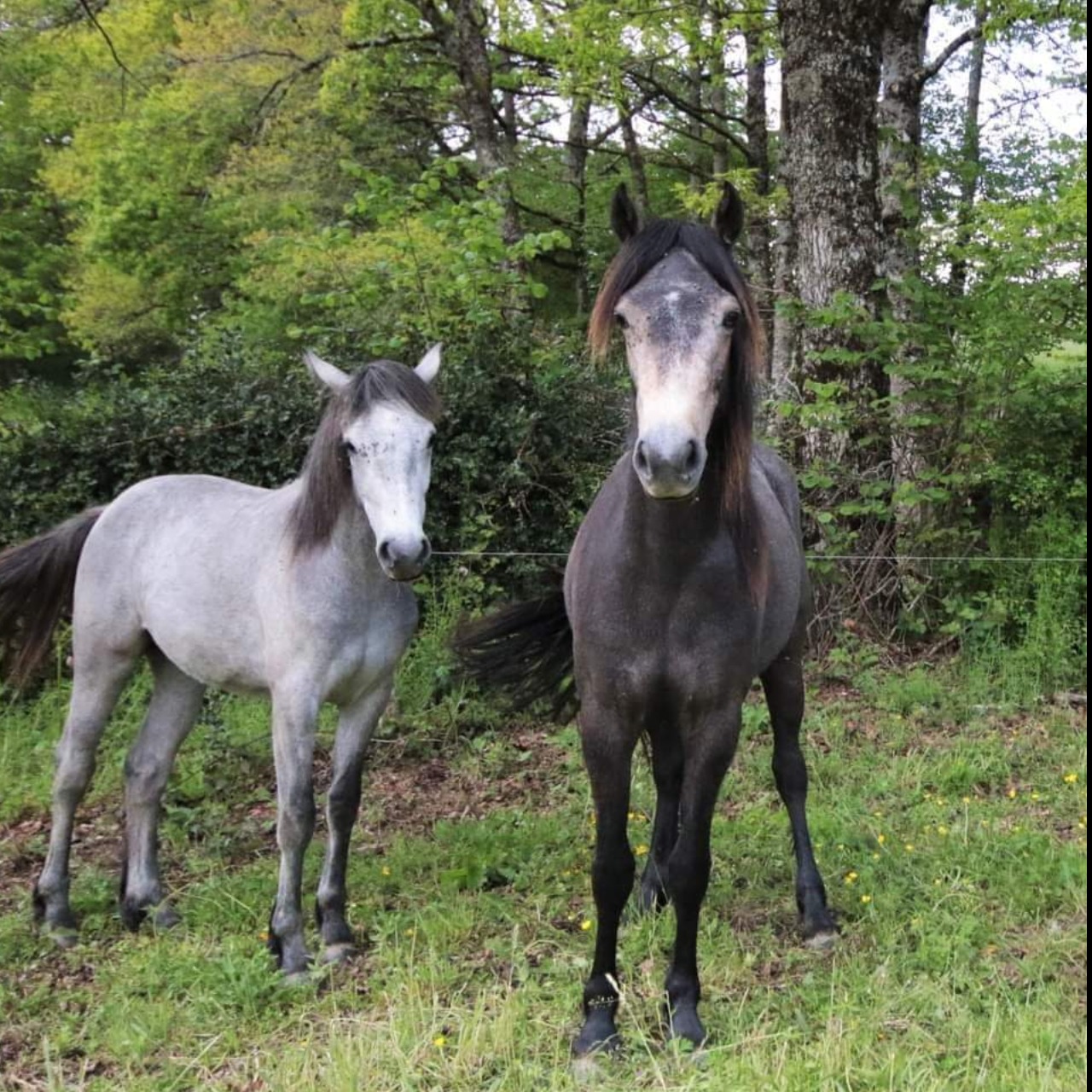 Image de l'annonce Pouliche 2 ans connemara part bred 