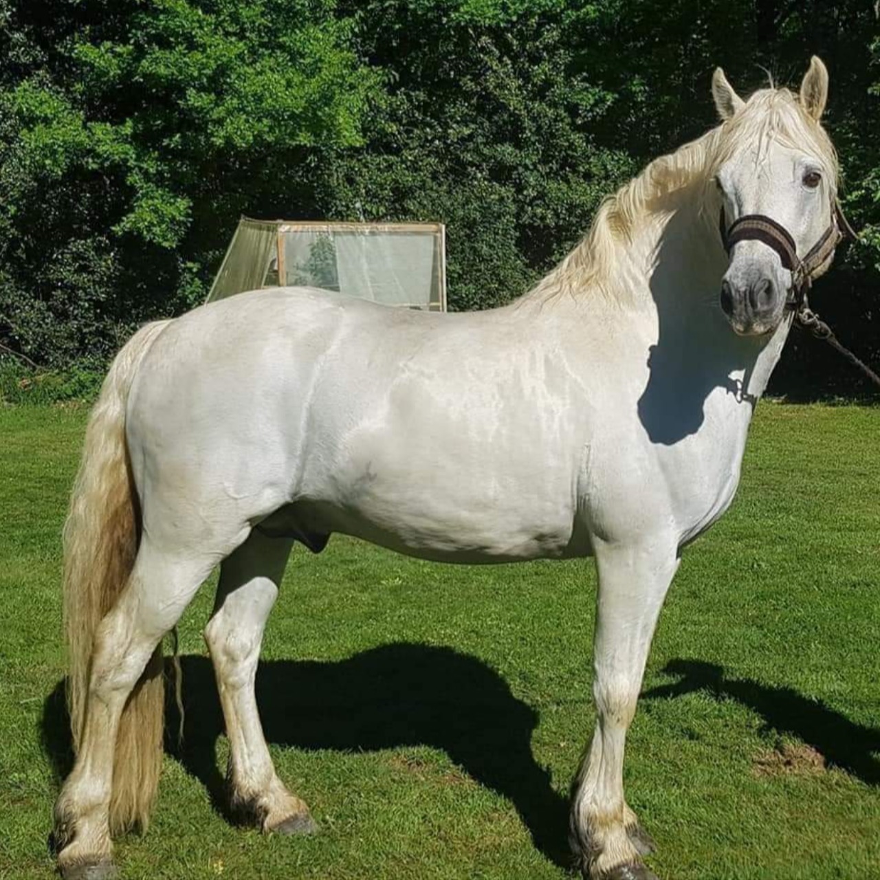 Image de l'annonce Pouliche 2 ans connemara part bred 