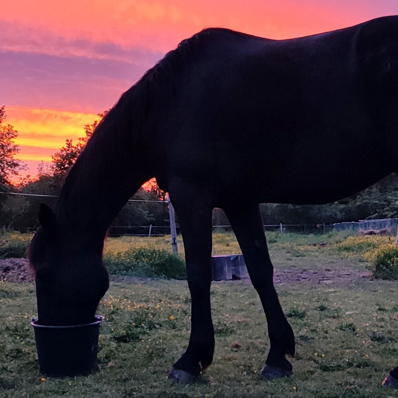 Image de l'annonce Hongre trotteur français 10 ans, 1m57
