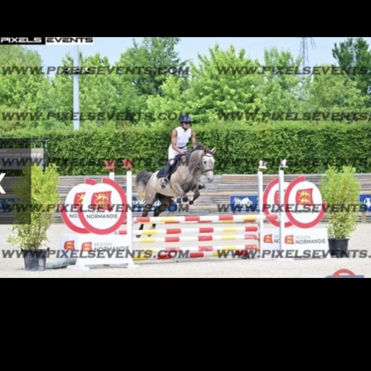 Image de l'annonce Jument Z CSO 4 ans 1m58