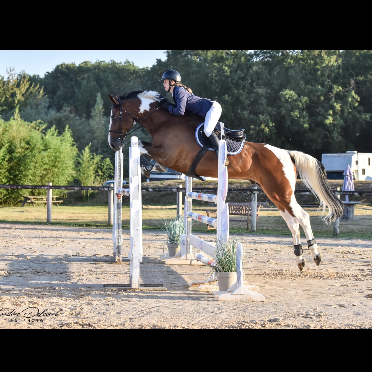 Image de l'annonce À vendre cheval de sport pie 