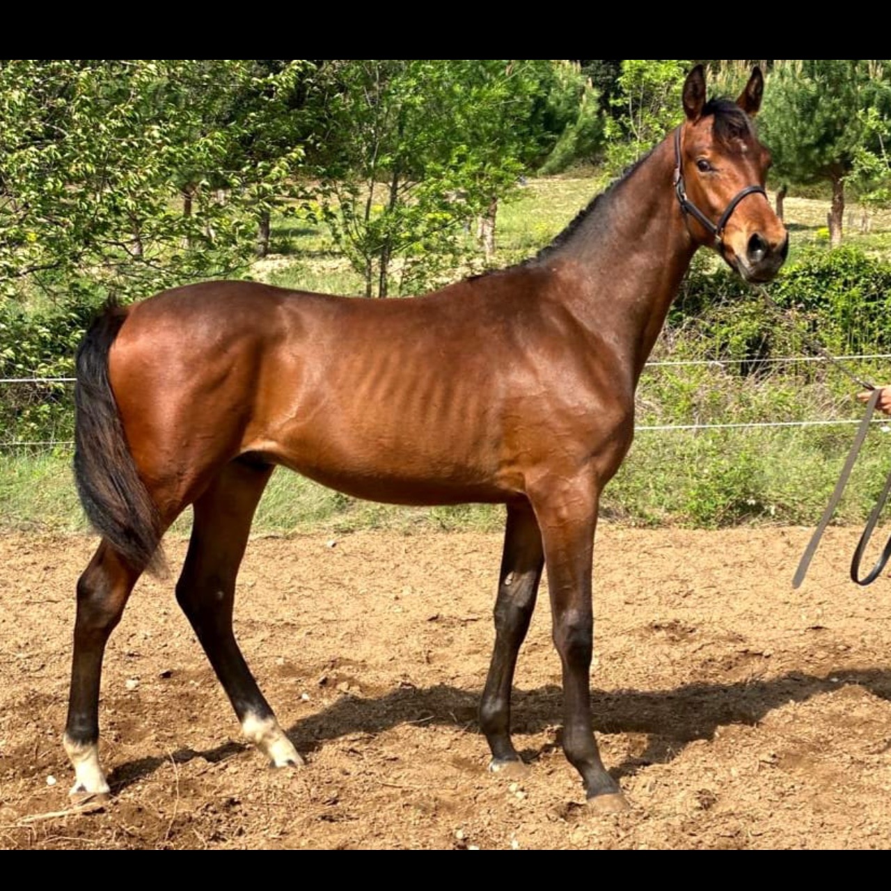 Image de l'annonce Yearling mâle bai Maquisard des pins