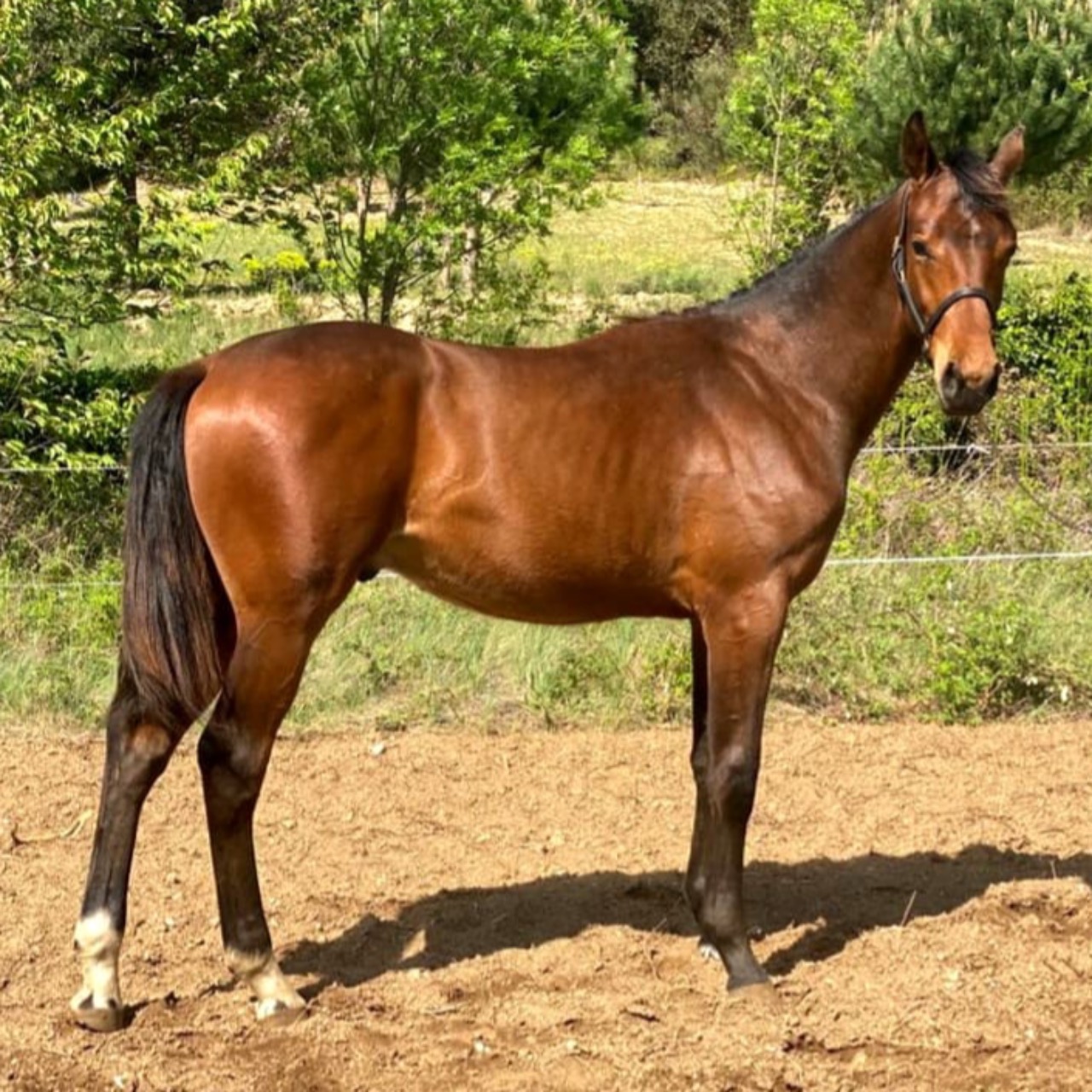 Image de l'annonce Yearling mâle bai Maquisard des pins