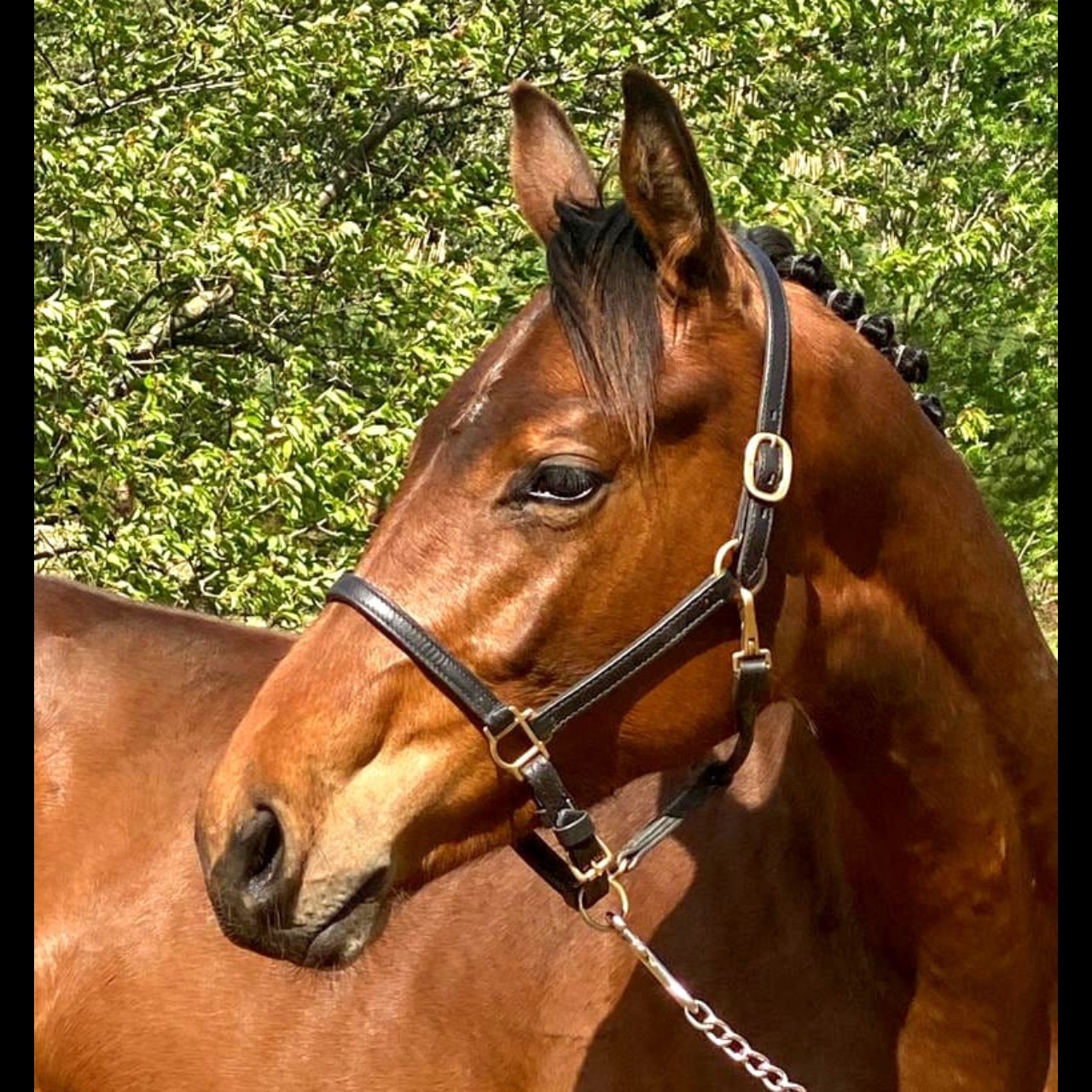 Image de l'annonce Yearling mâle bai Maquisard des pins