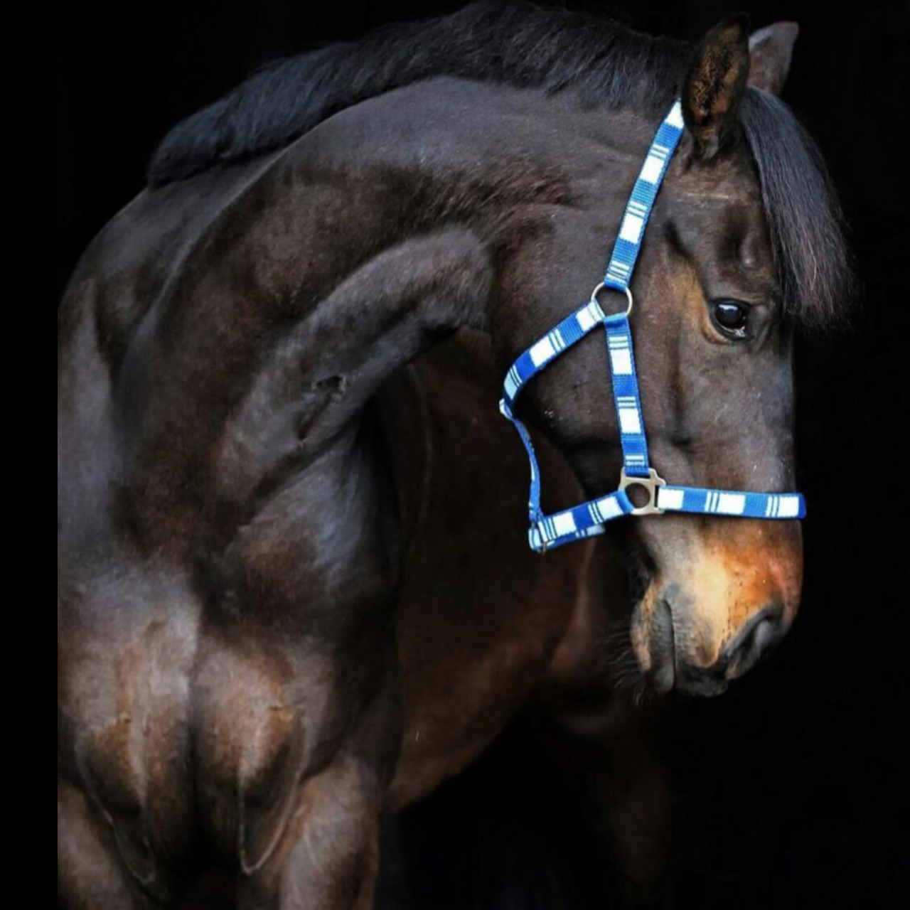 Image de l'annonce Jument poulinière dressage KrackC x De Niro 
