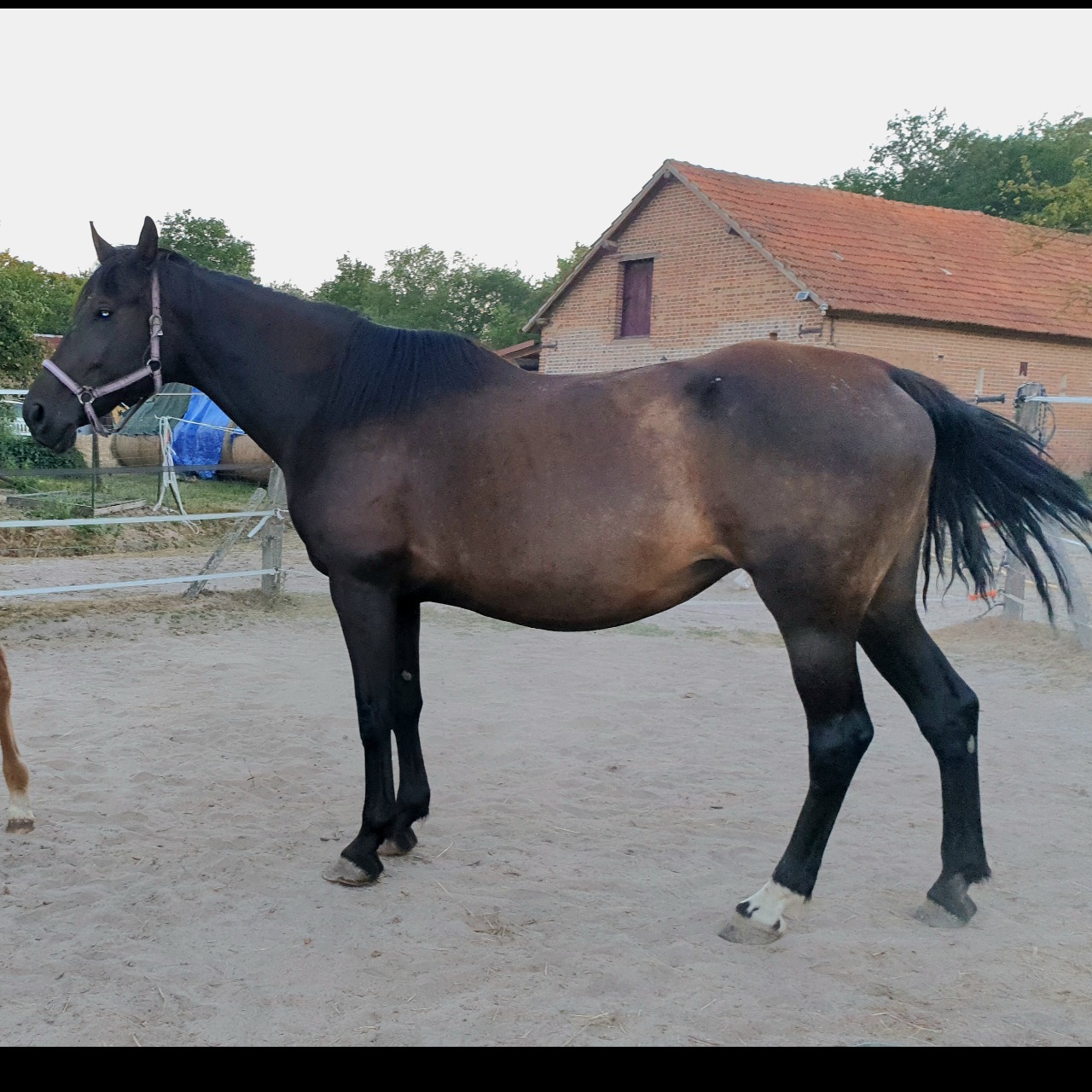Image de l'annonce Jument poulinière dressage KrackC x De Niro 
