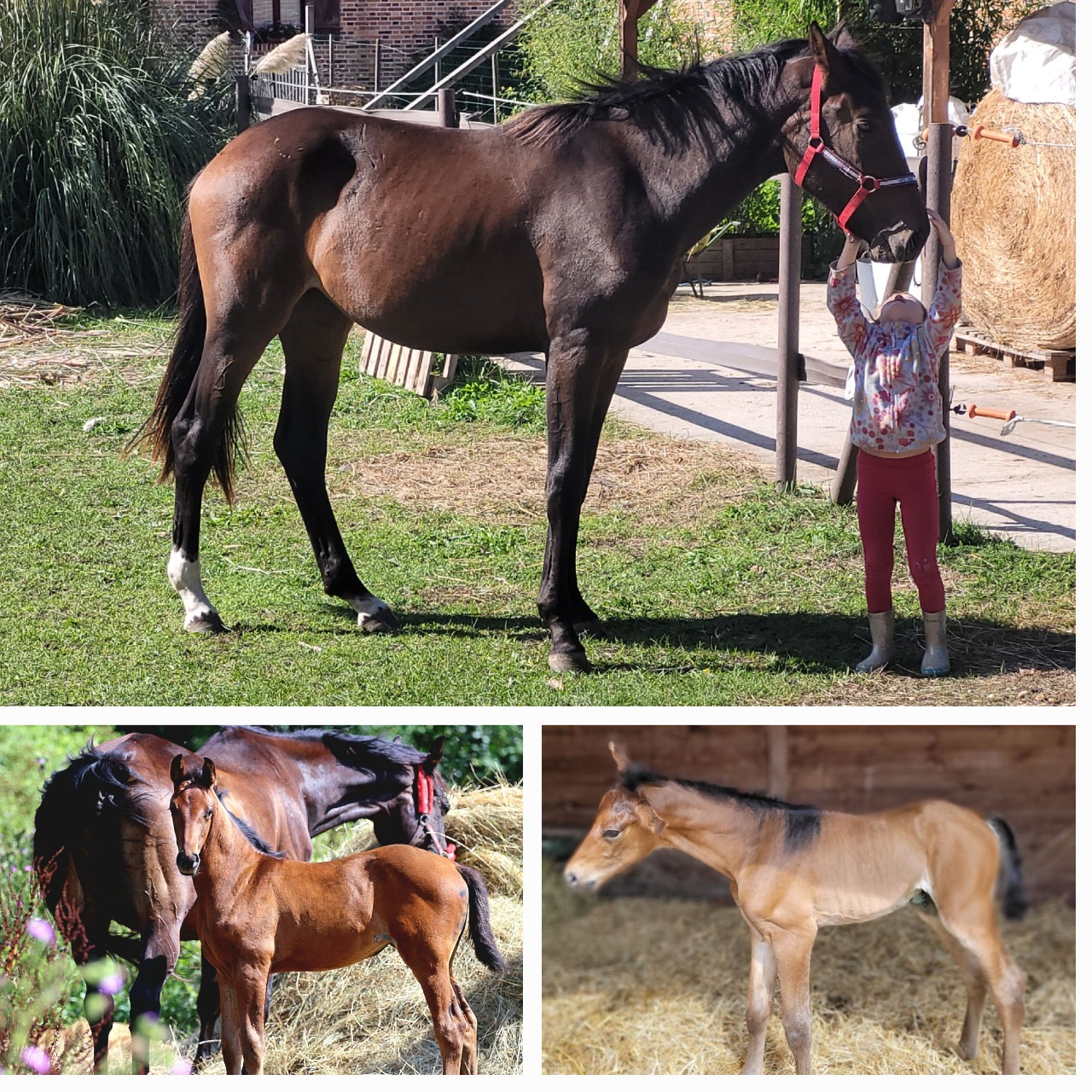 Image de l'annonce Jument poulinière dressage KrackC x De Niro 