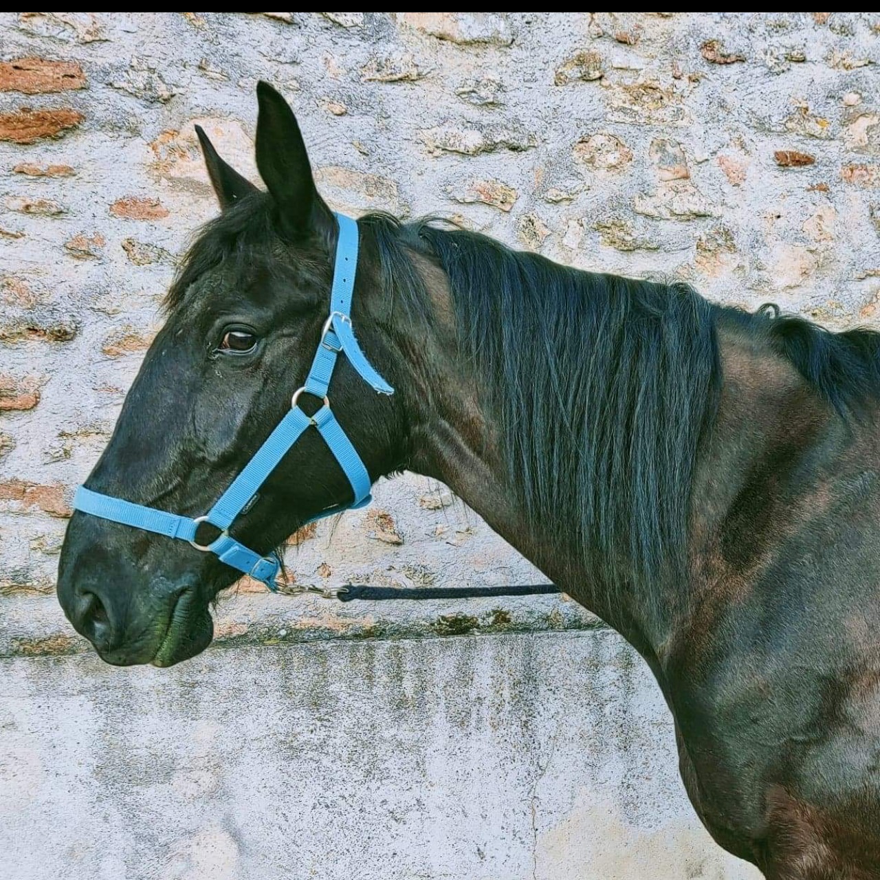 Image de l'annonce Jument Trotteuse de 13 ans 