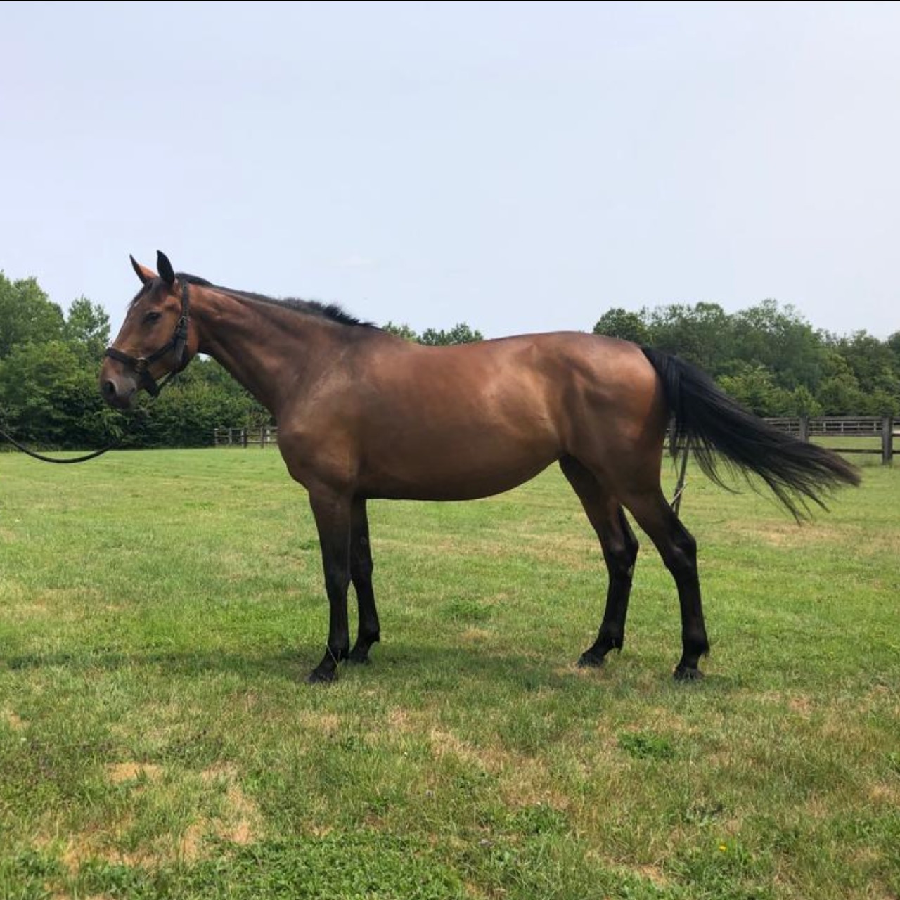 Image de l'annonce Jument CSO à vendre (CANTURO X IDEAL DE LA LOGE)