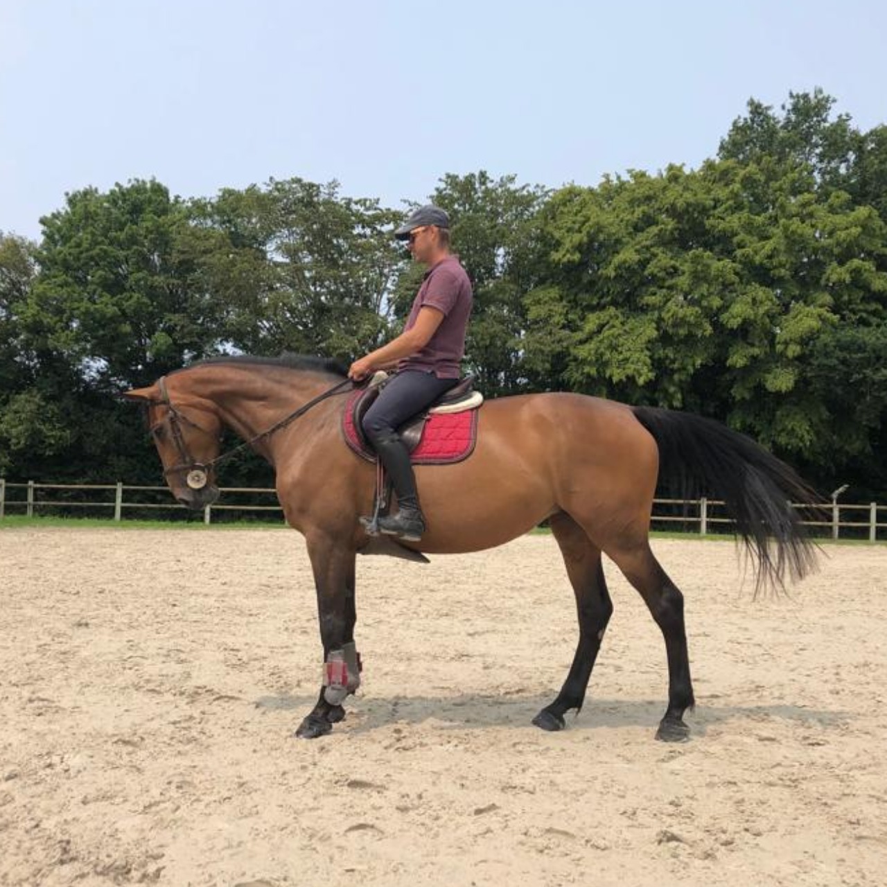 Image de l'annonce Jument CSO à vendre (CANTURO X IDEAL DE LA LOGE)