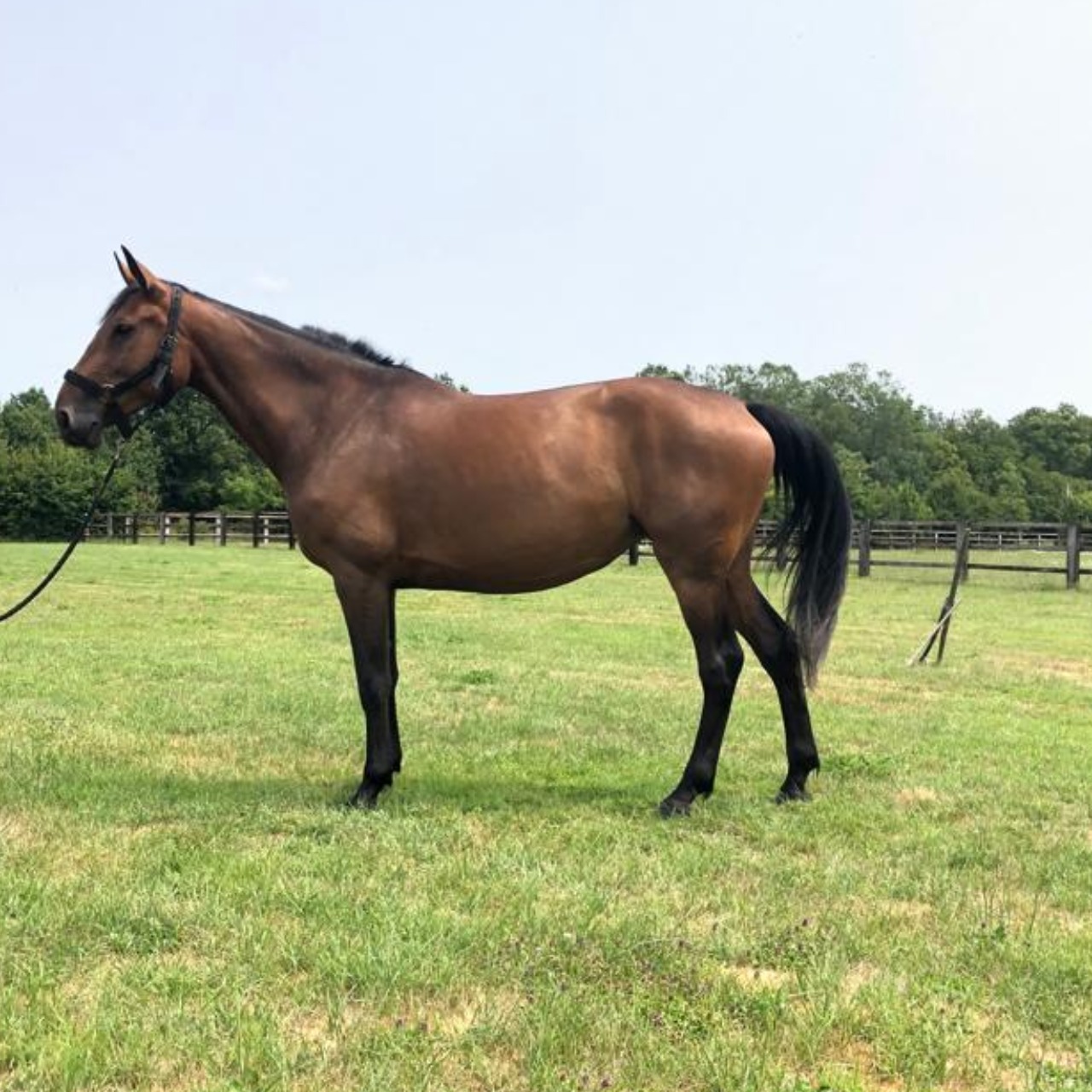 Image de l'annonce Jument CSO à vendre (CANTURO X IDEAL DE LA LOGE)