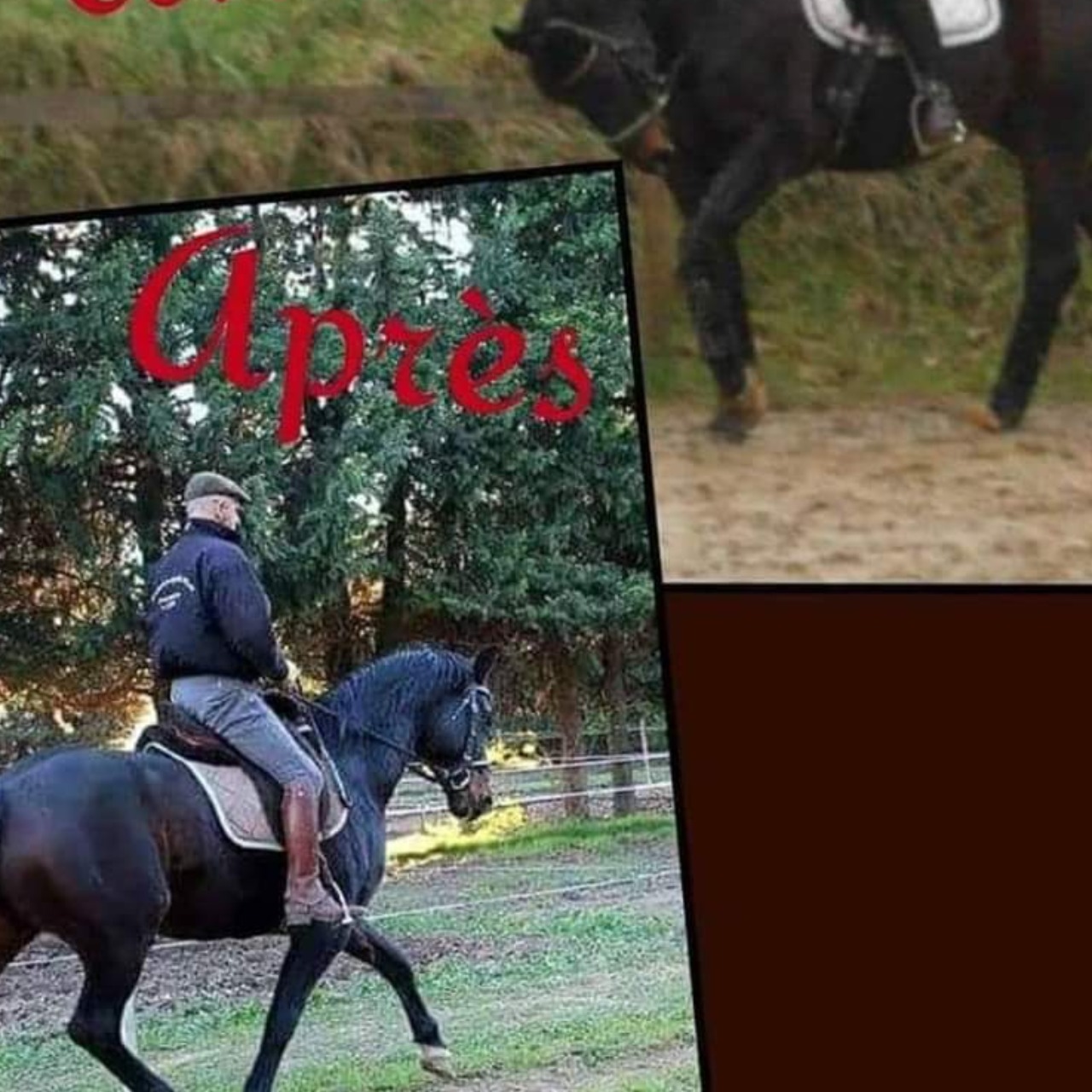 Image de l'annonce Stages dressage 