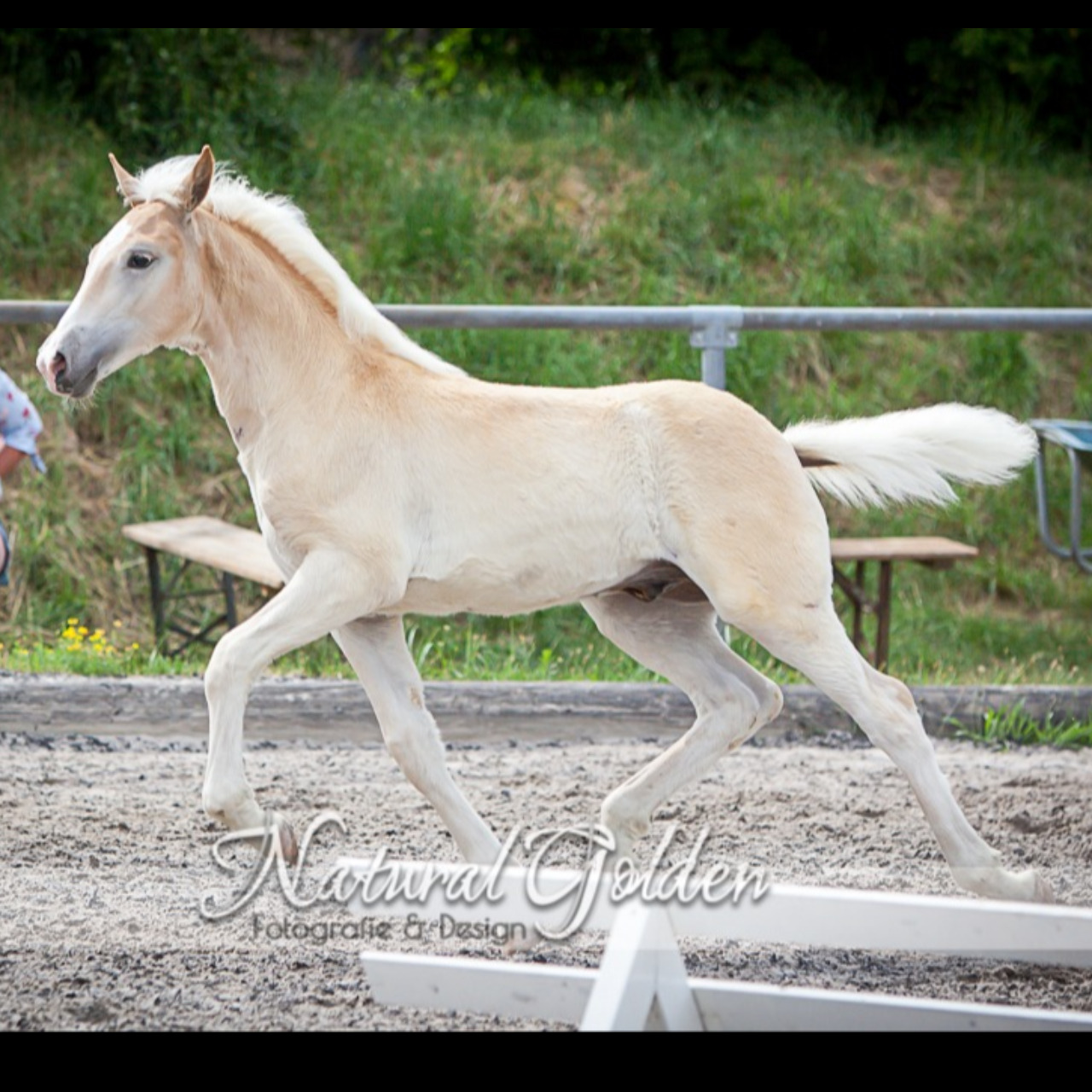 Image de l'annonce Poulain Haflinger PP